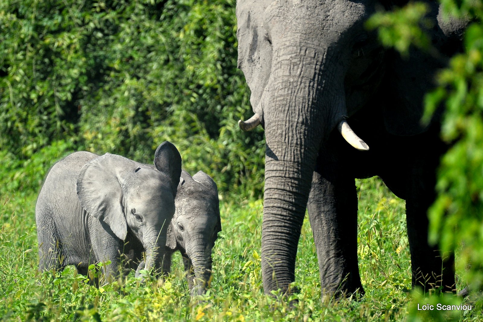 Chobe River Front 2020 (59)