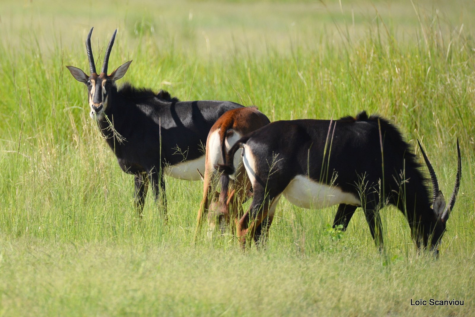 Hippotrague noir/Sable Antelope (1)
