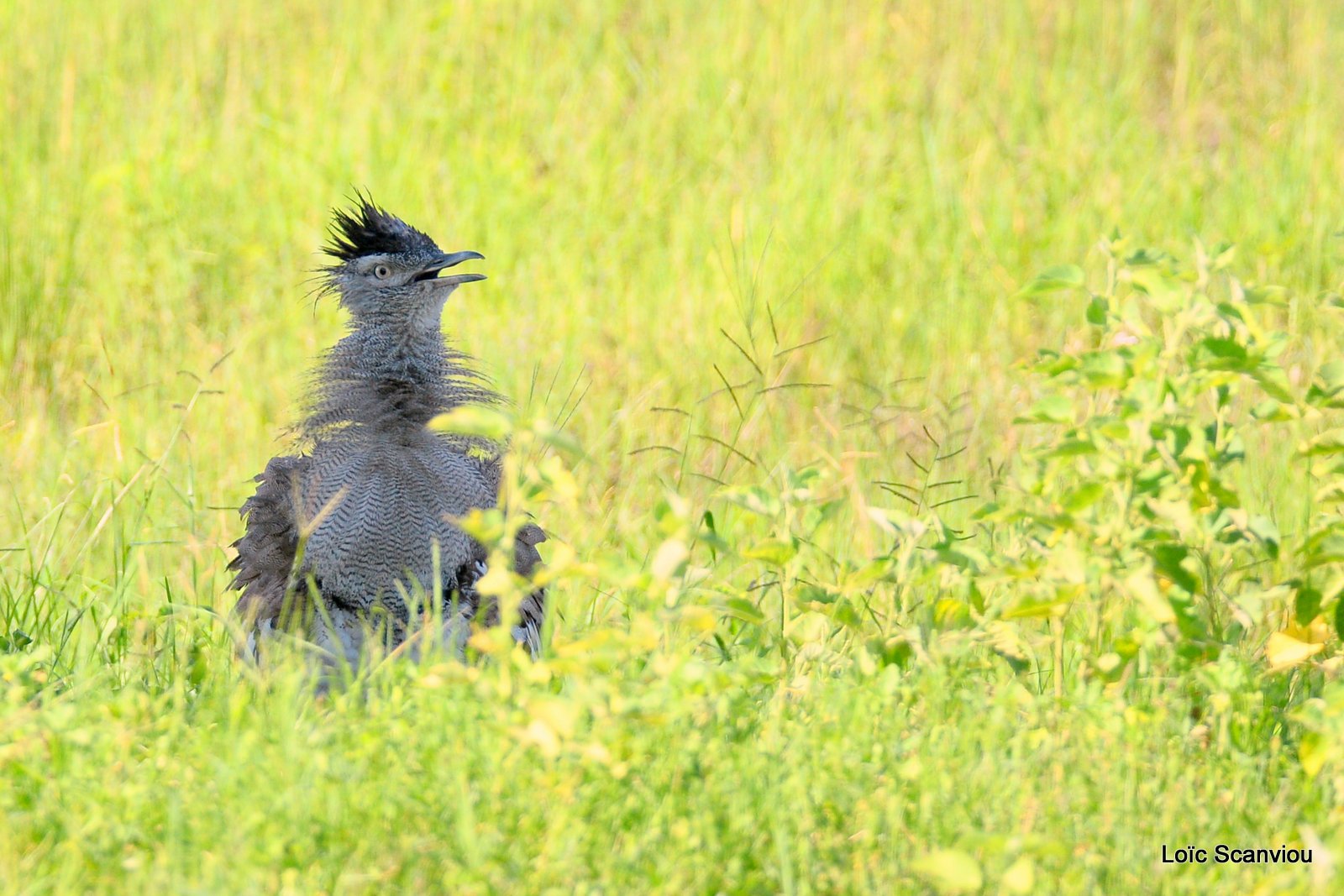 Outarde Kori/Kori Bustard (1)