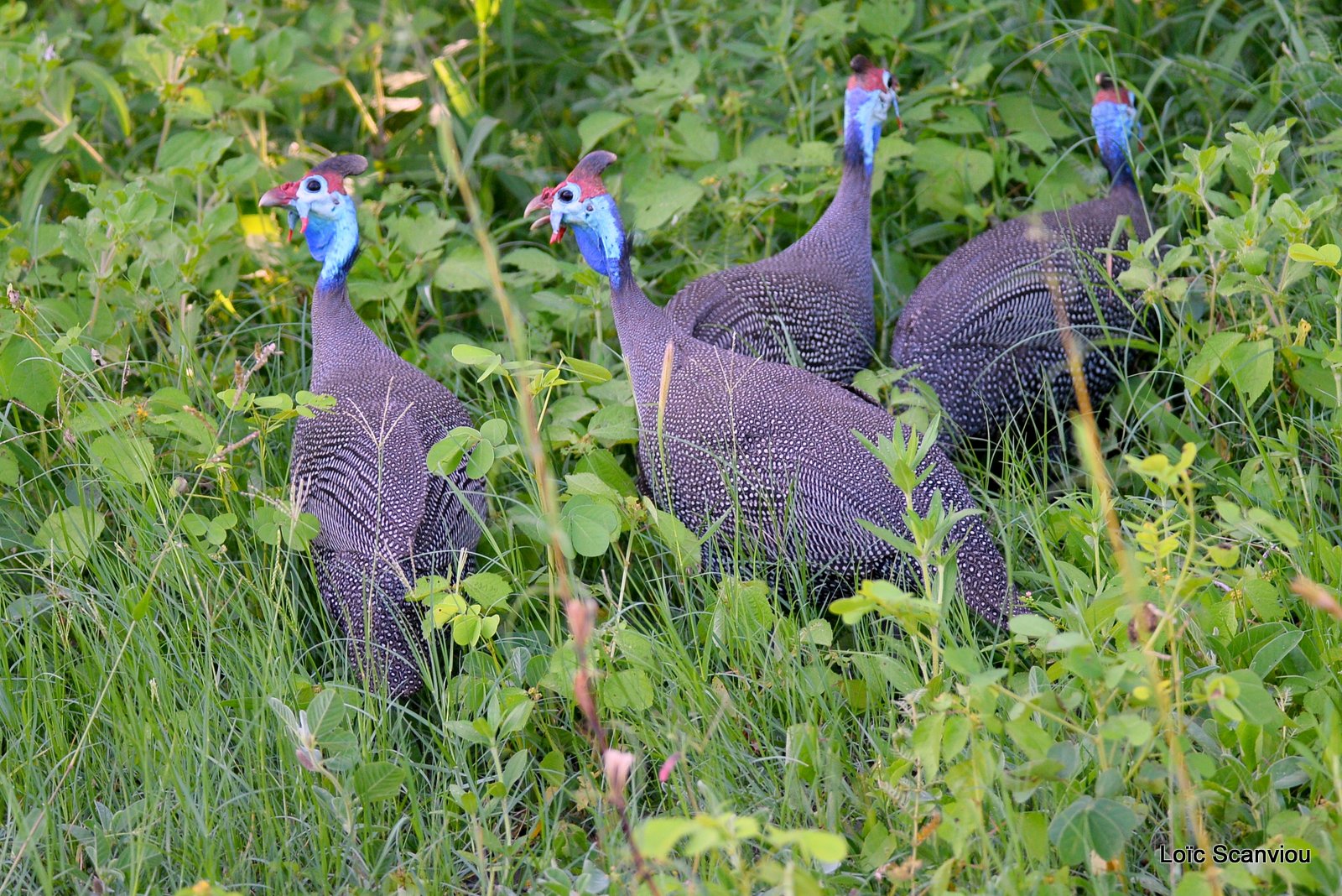 Pintade de Numidie/Helmeted Guineafowl (1)