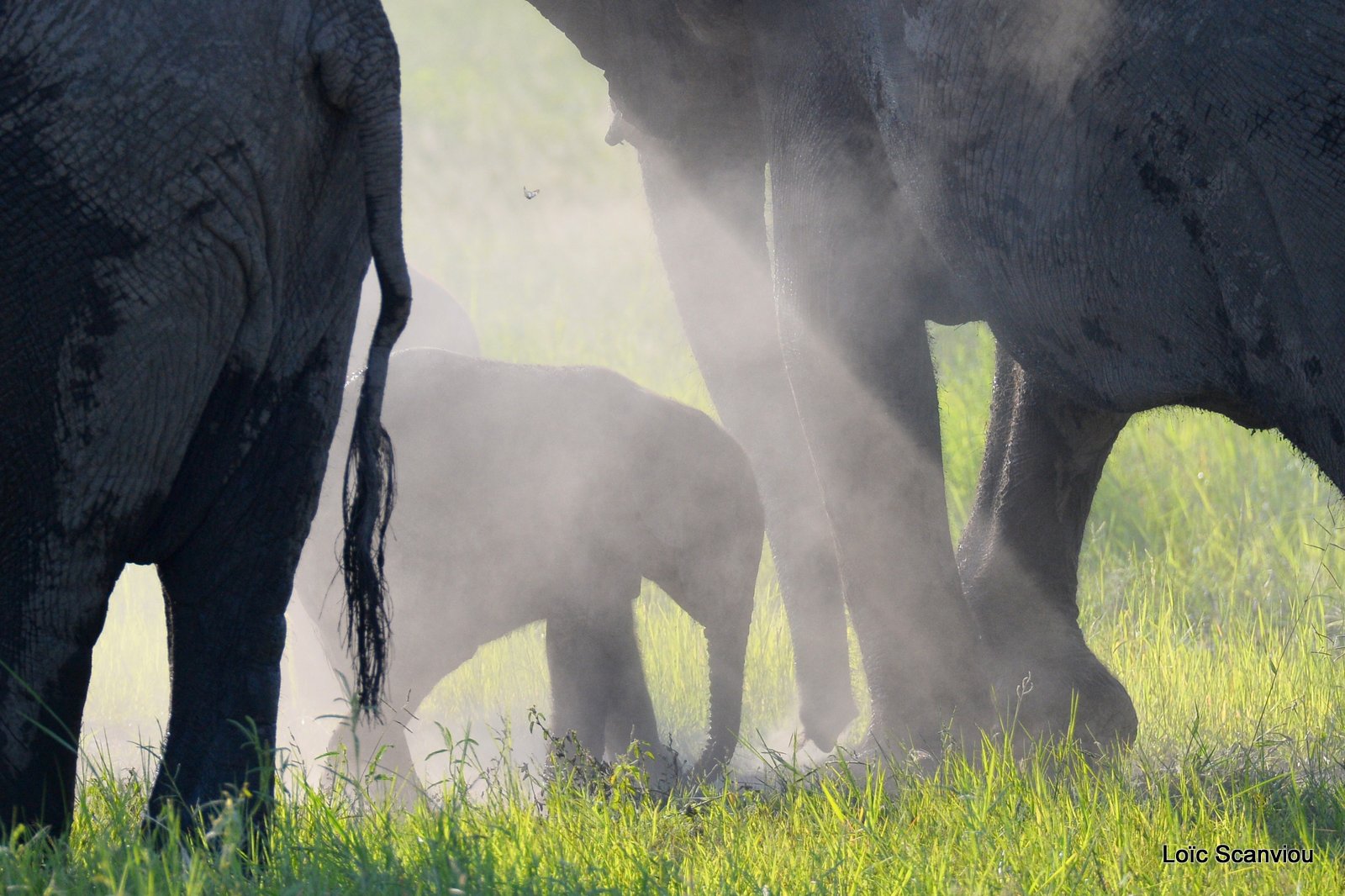 Chobe River Front 2020 (64)