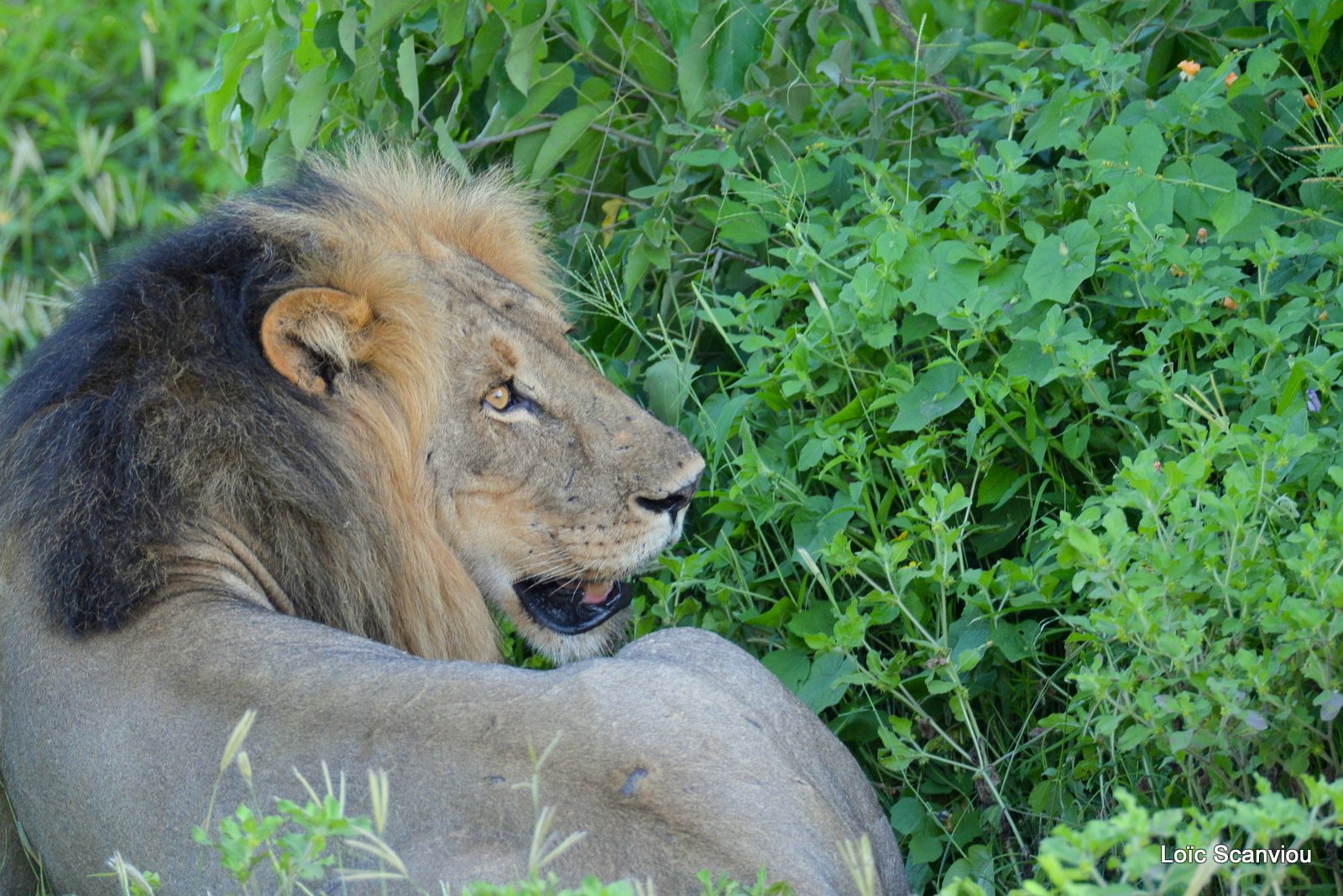 Lion mâle/Male Lion (1)
