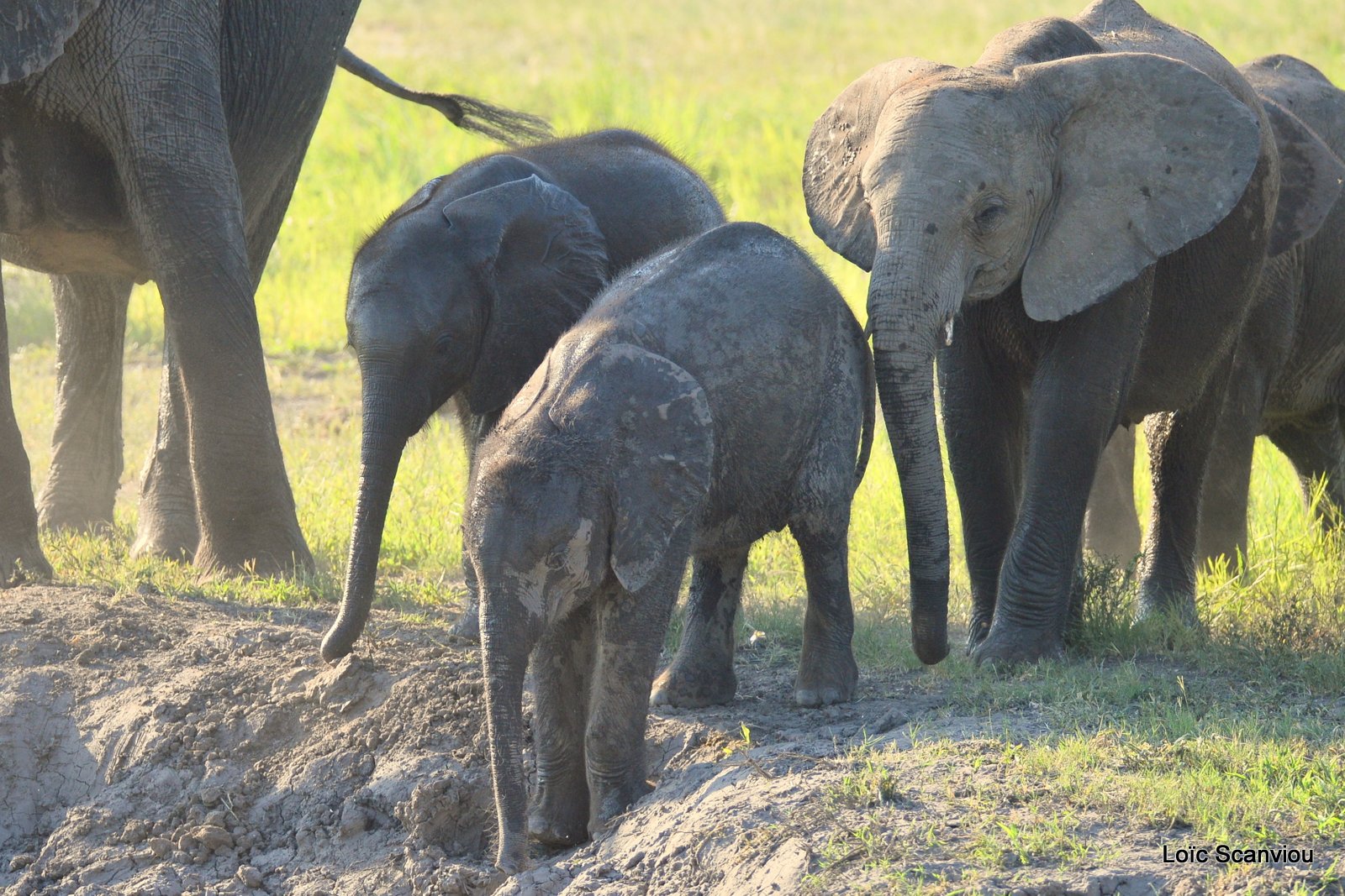 Chobe River Front 2020 (66)