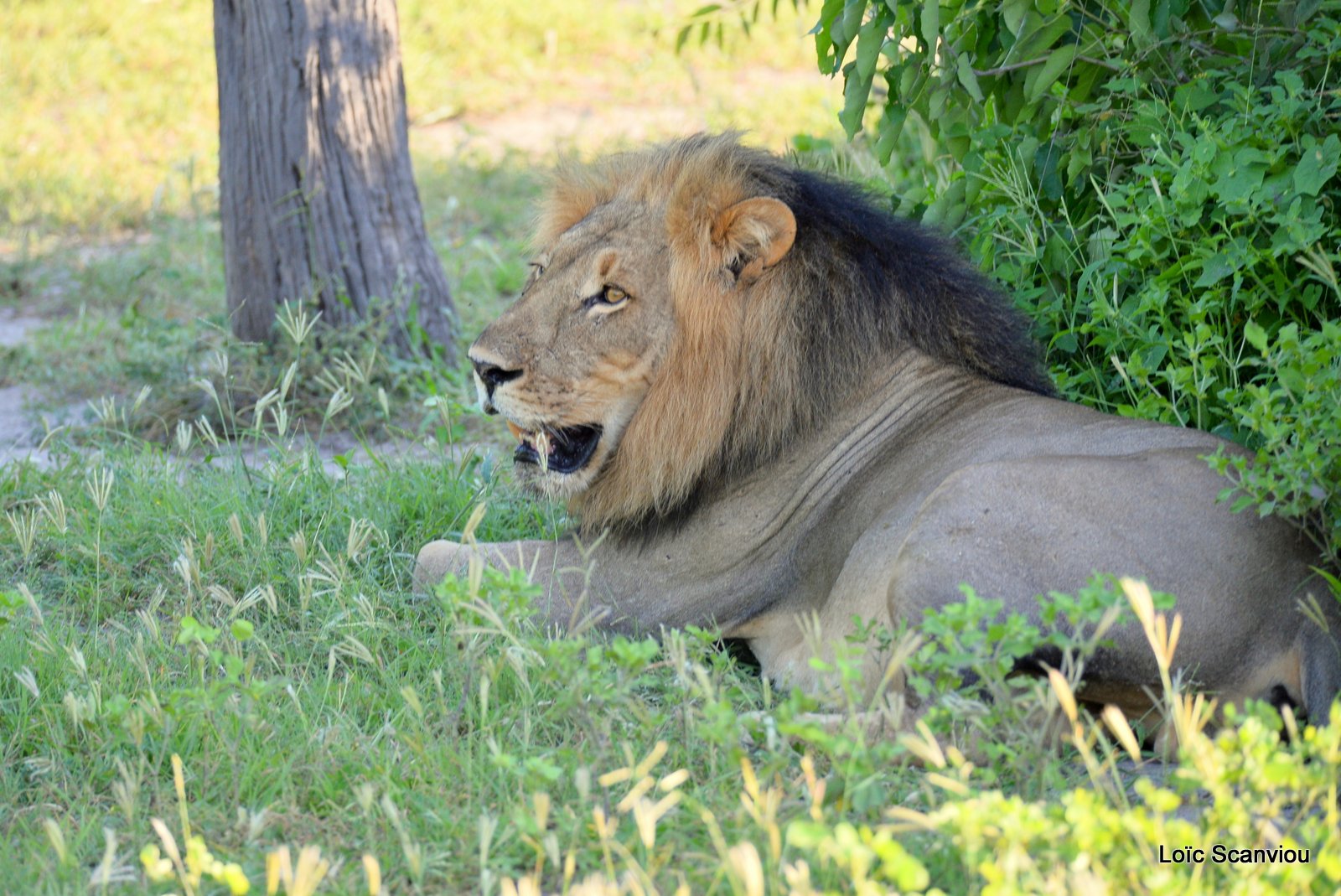 Lion mâle/Male Lion (2)