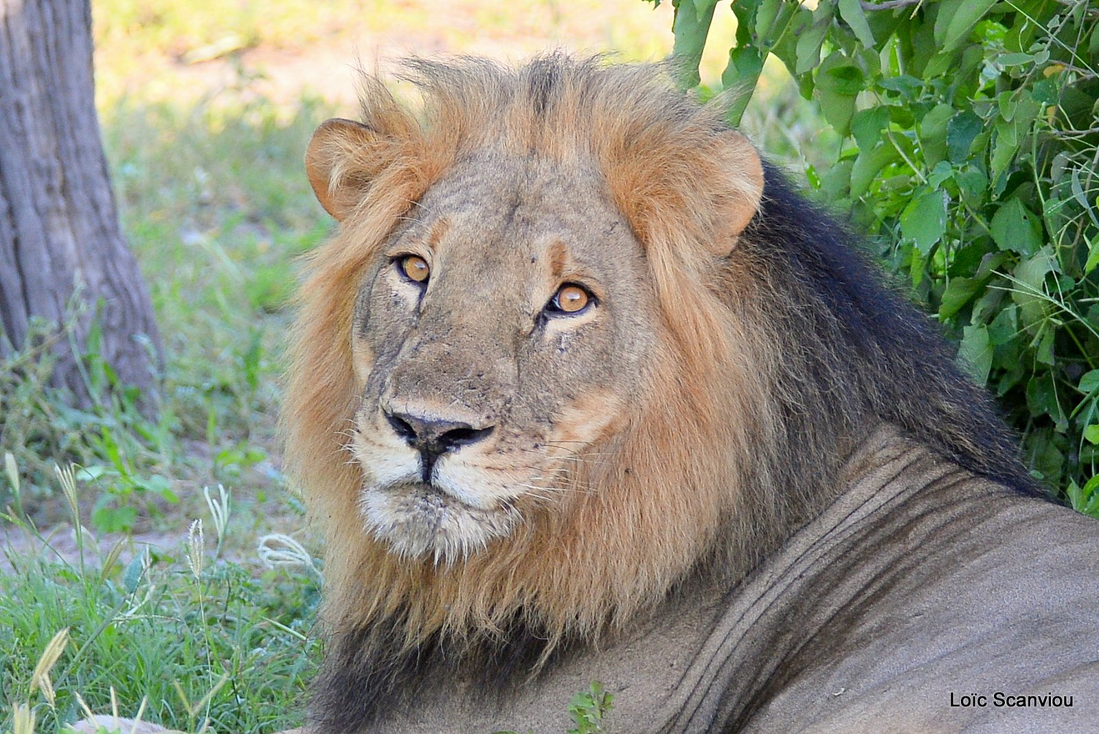 Lion mâle/Male Lion (3)