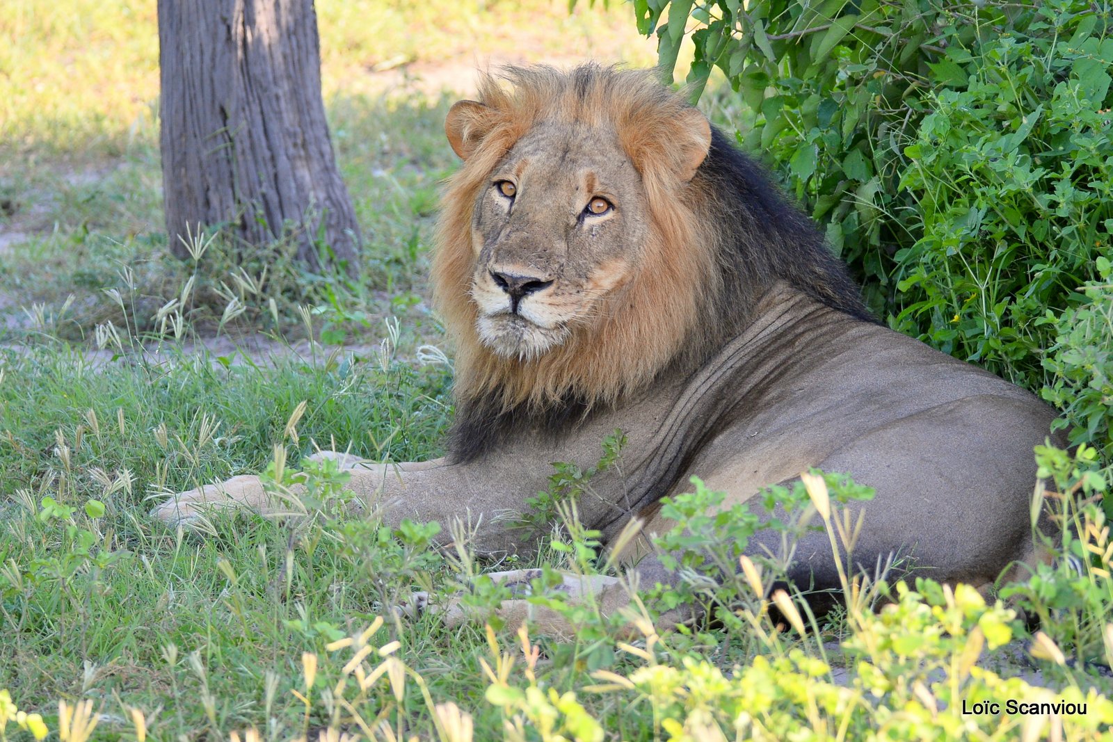 Lion mâle/Male Lion (4)