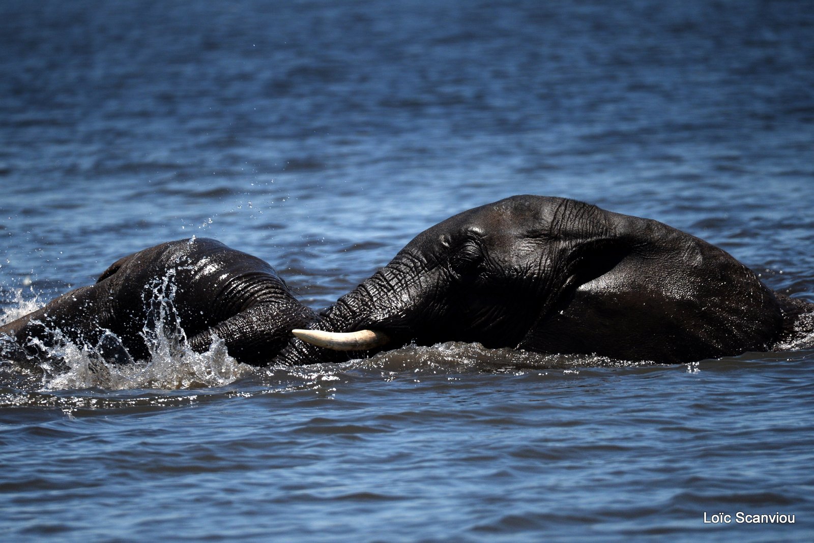 Chobe River Front 2020 (7)