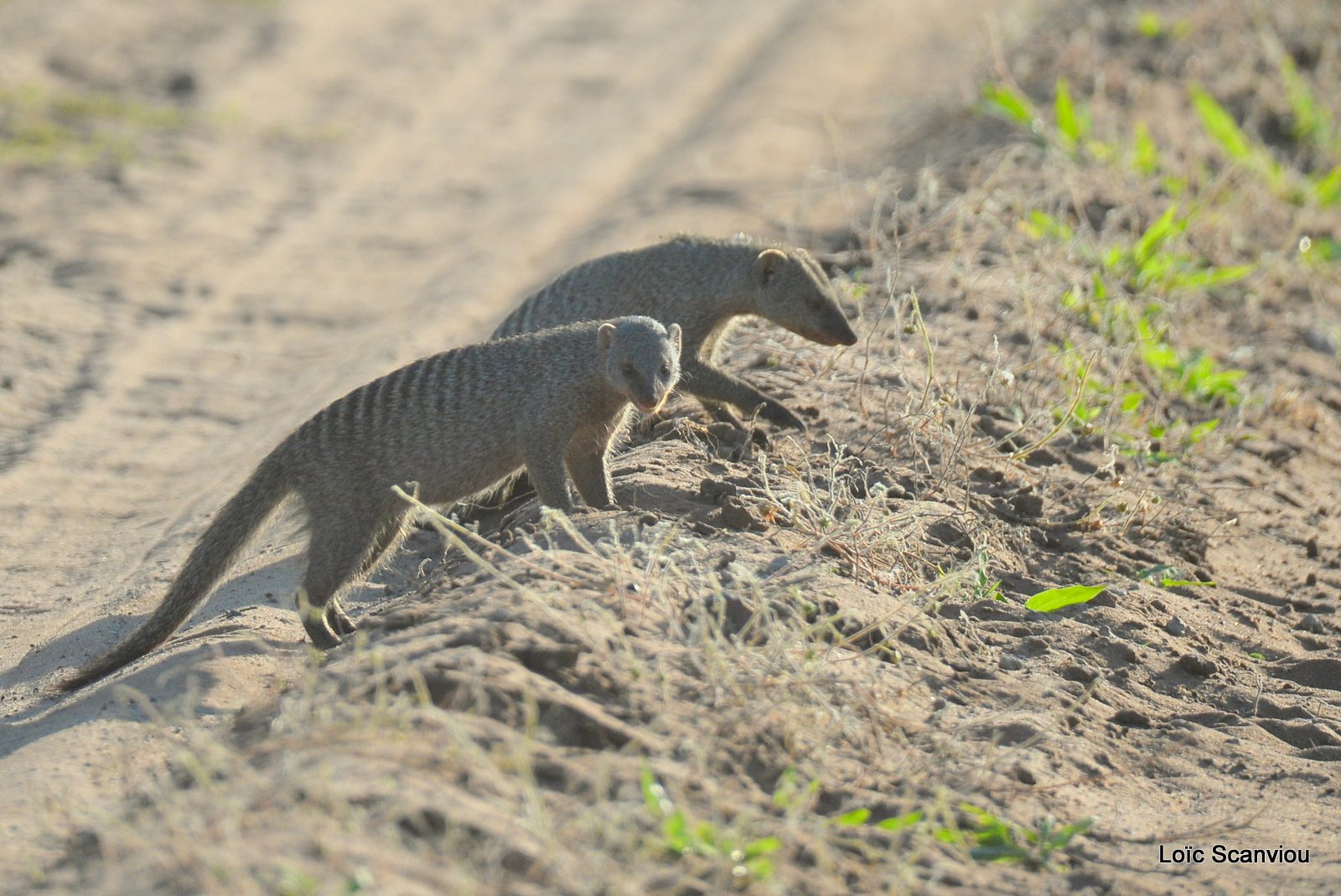 Mangouste rayée/Banded Mongoose (1)
