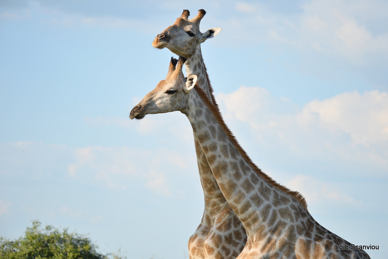 Girafe du Sud/Southern Giraffe (3)