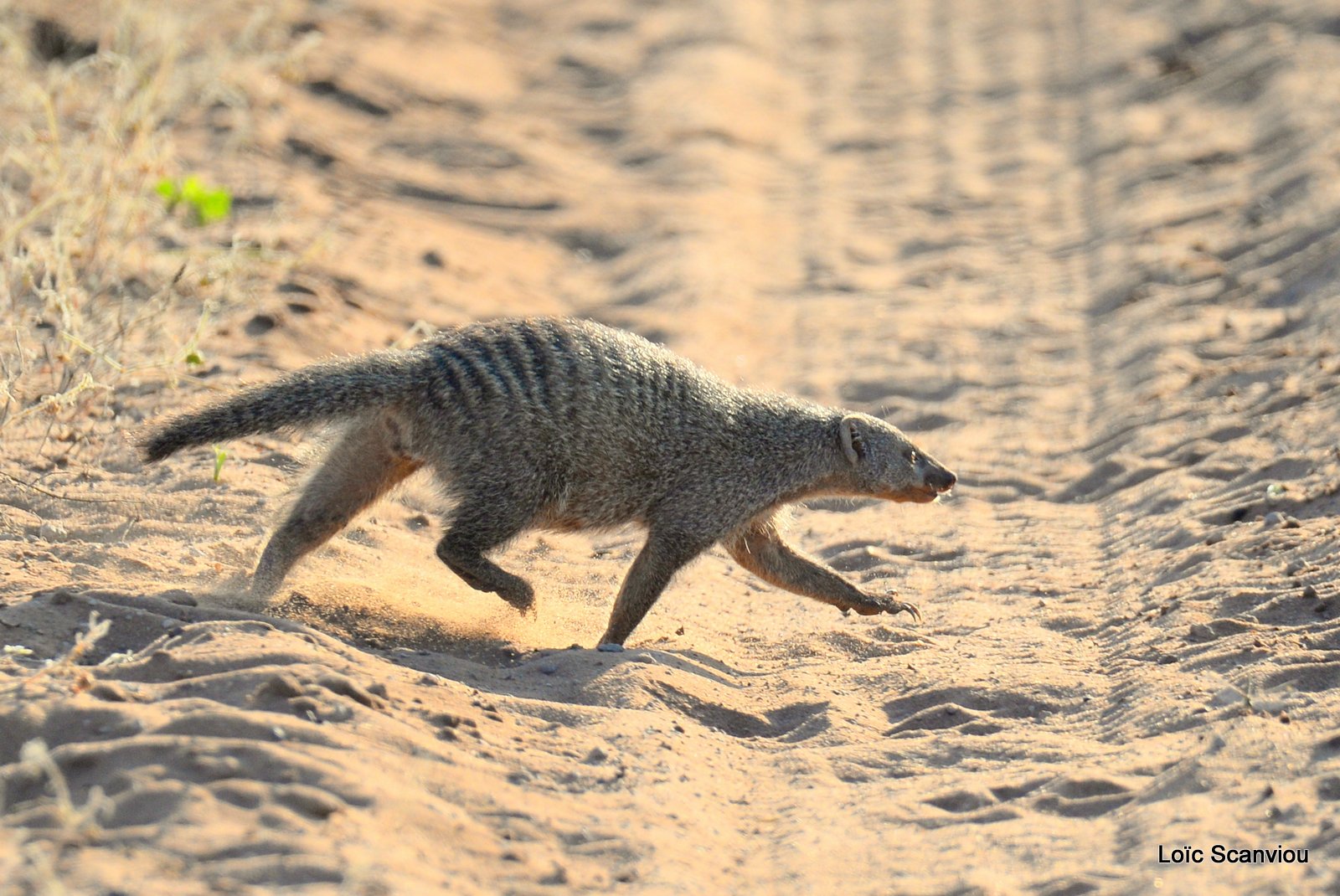 Mangouste rayée/Banded Mongoose (2)