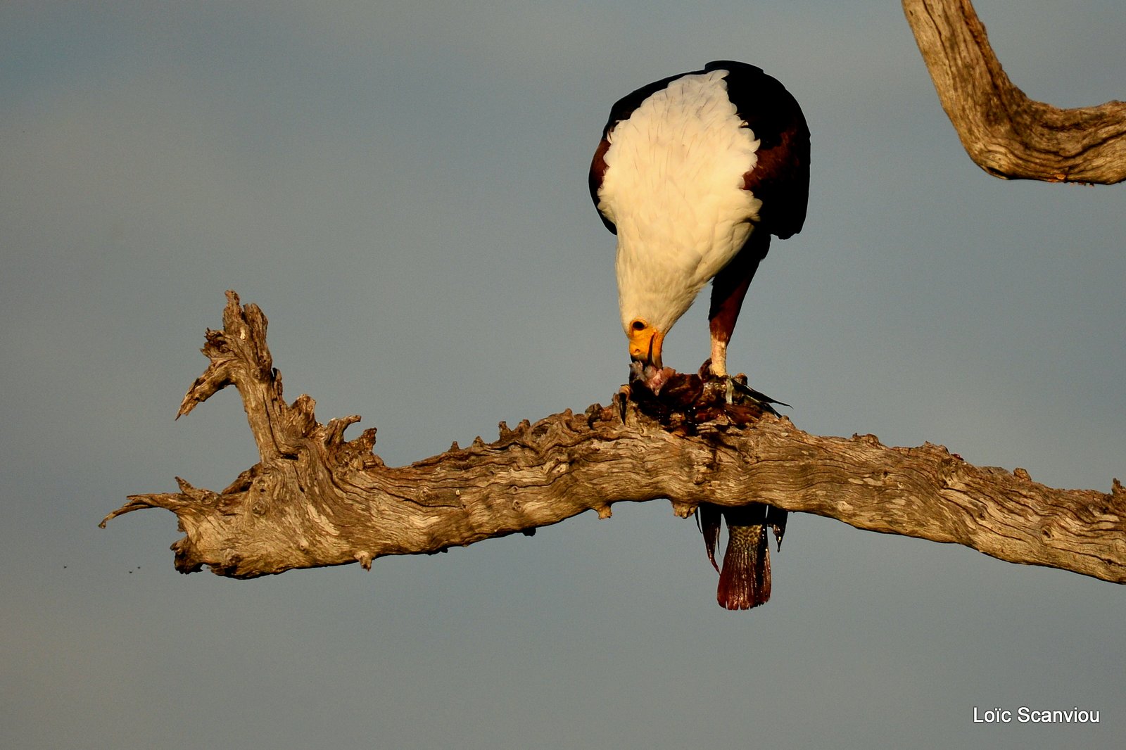 Pygargue vocifère/African fish Eagle (1)