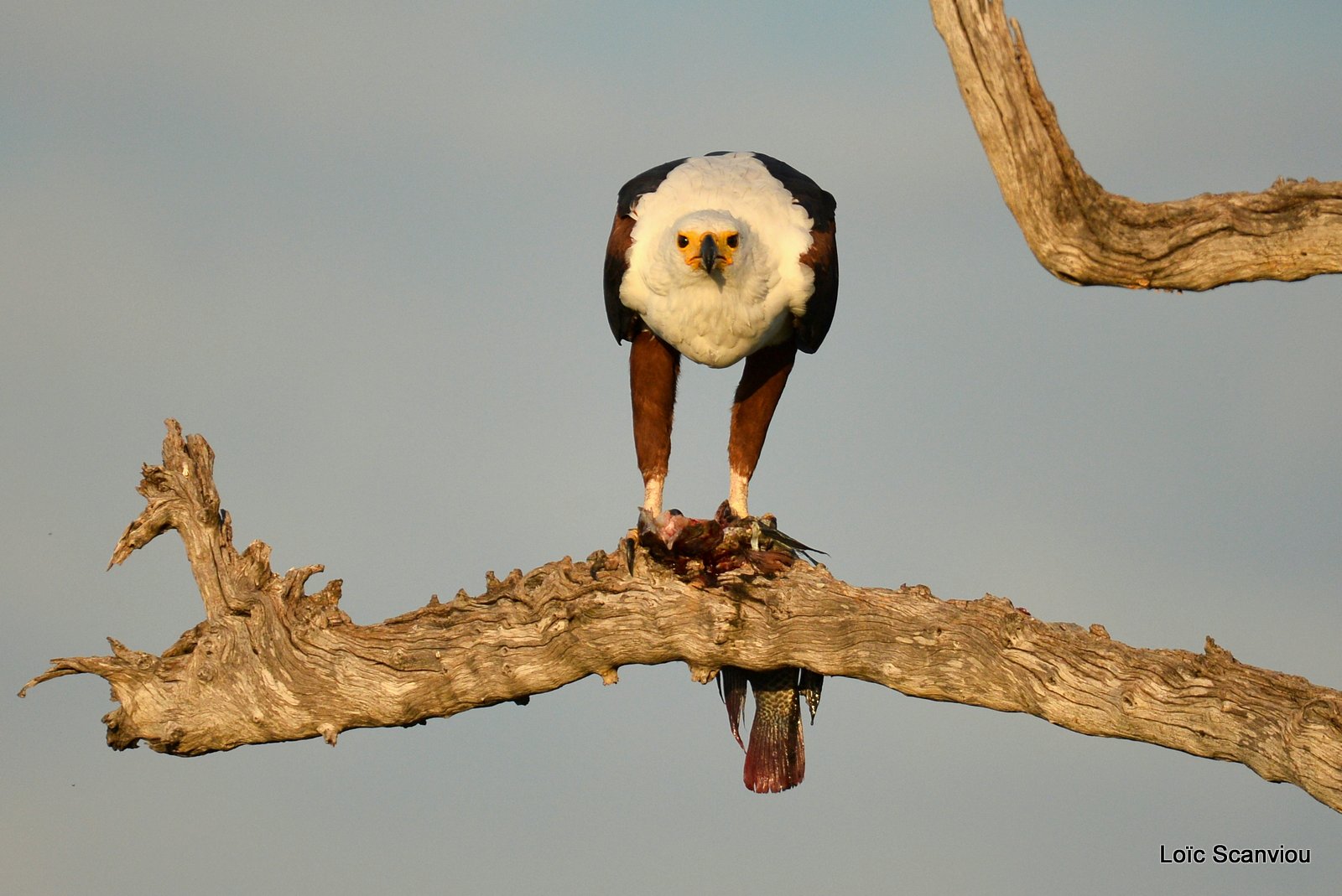 Pygargue vocifère/African fish Eagle (2)