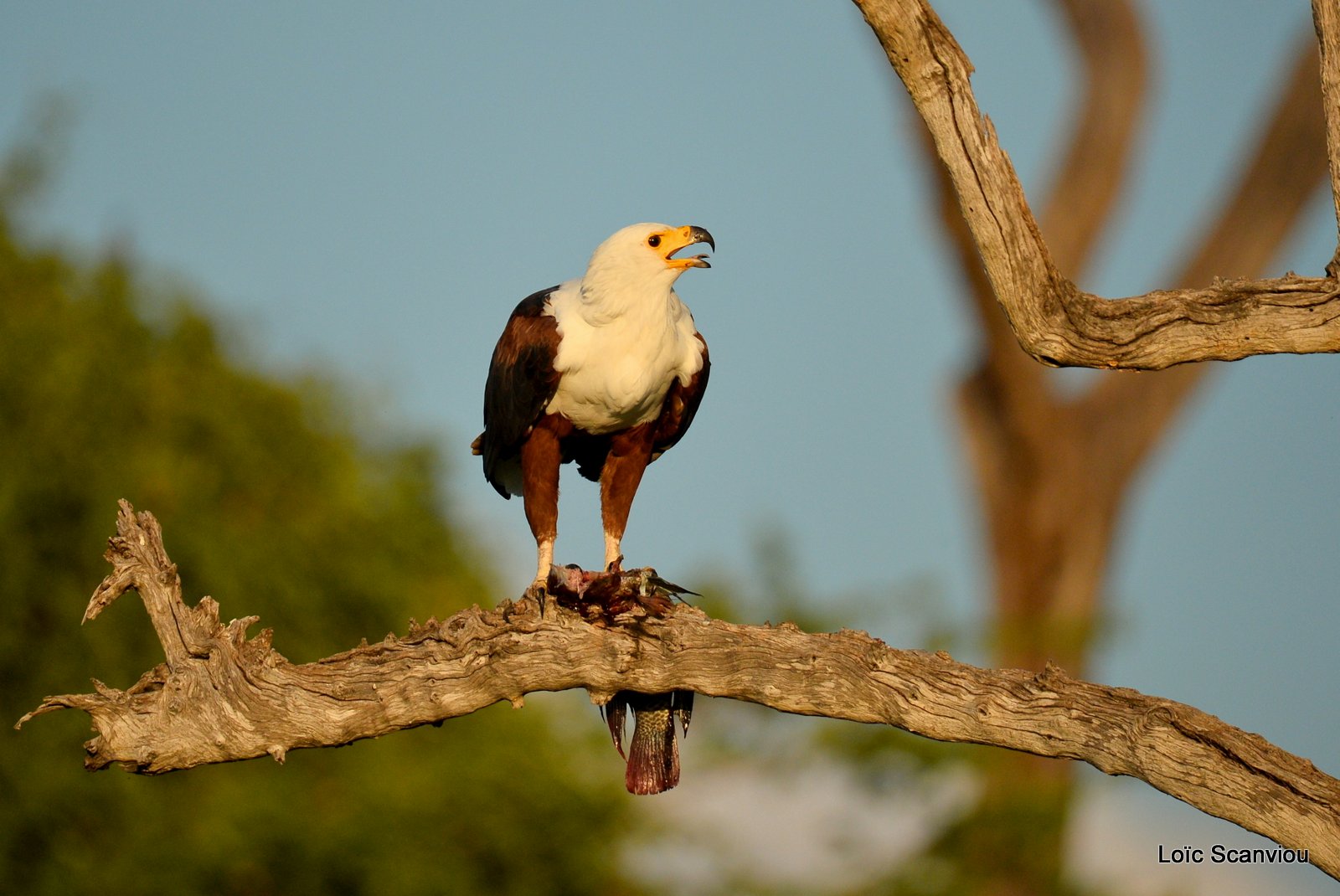 Pygargue vocifère/African fish Eagle (3)