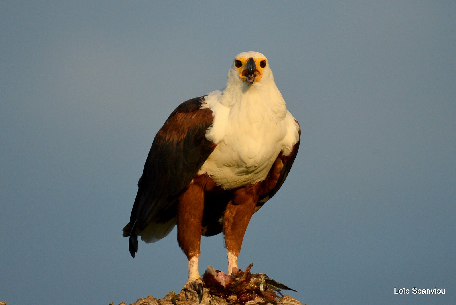 Pygargue vocifère/African fish Eagle (4)
