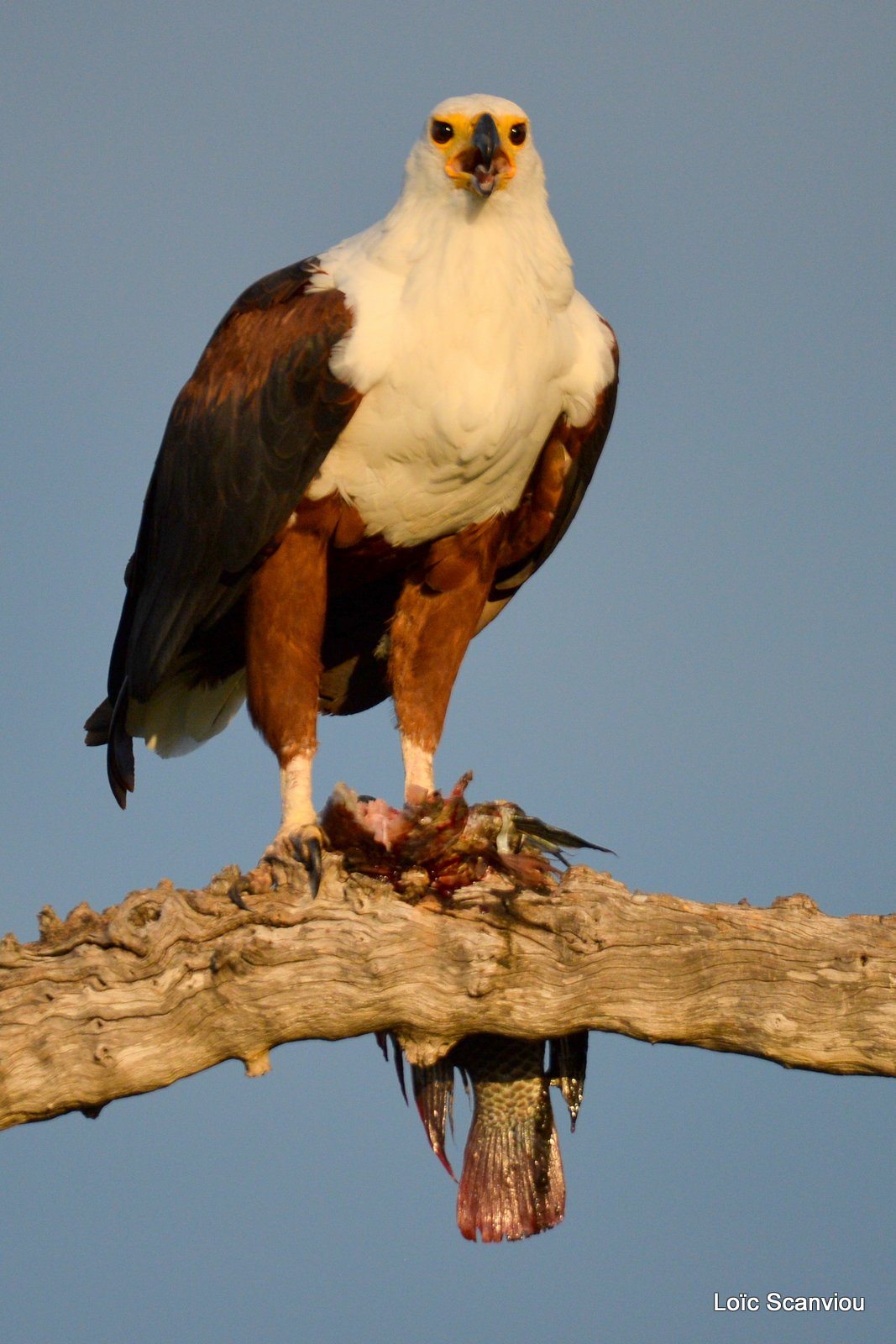 Pygargue vocifère/African fish Eagle (6)