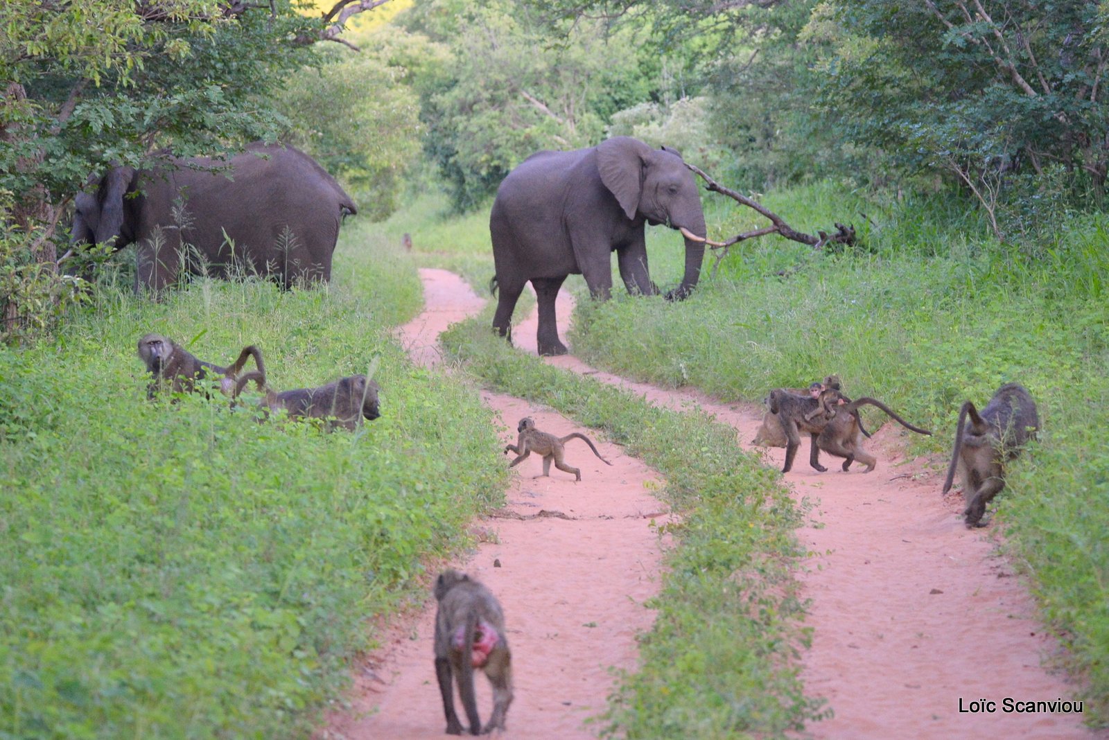 Eléphant d'Afrique et babouins/African Elephant and Baboons (1)