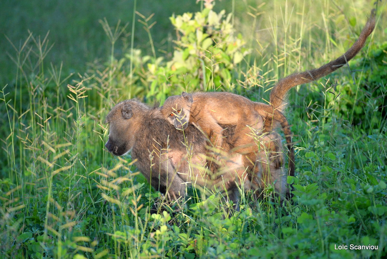 Babouin chacma/Chacma Baboon (1)