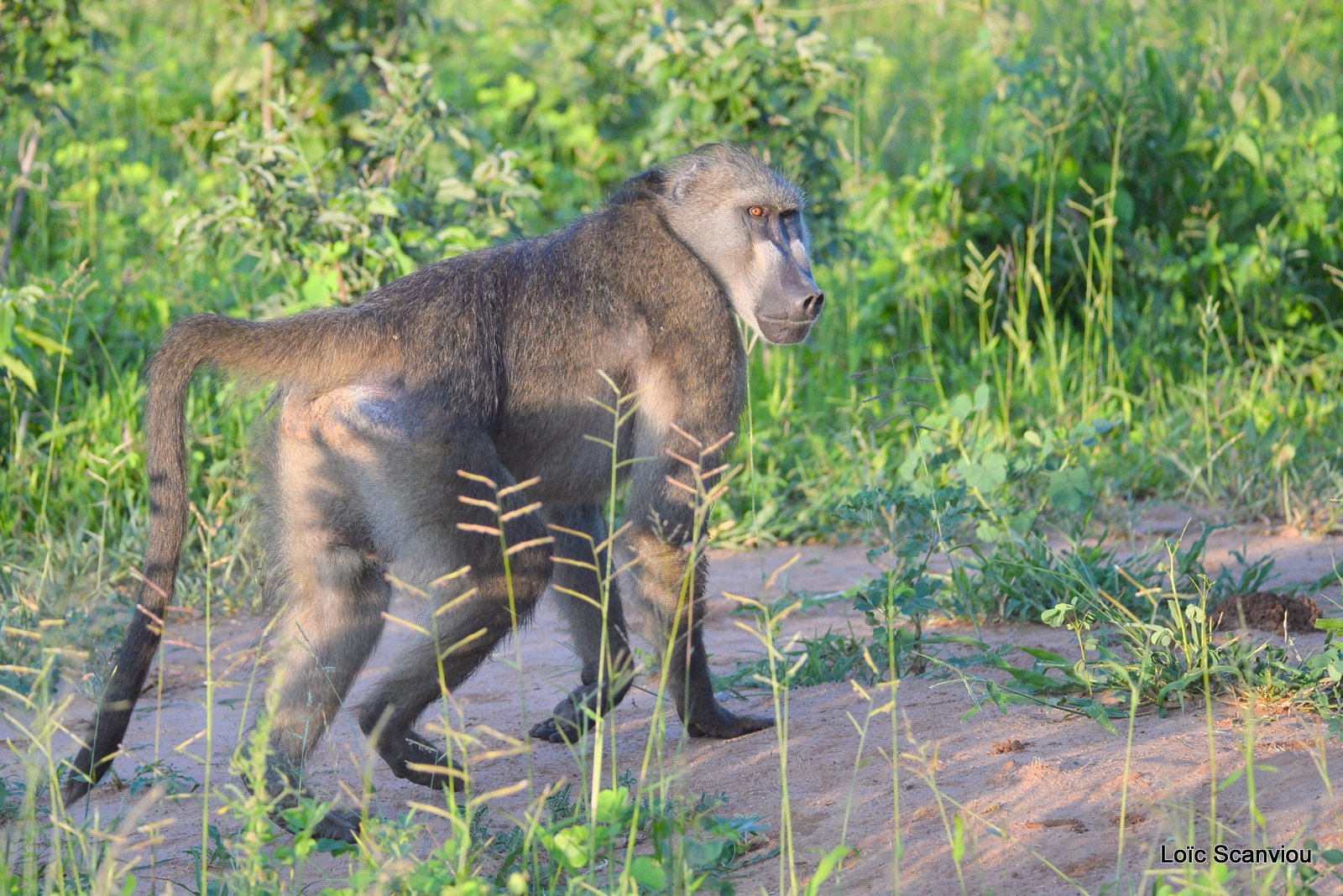 Babouin chacma/Chacma Baboon (2)