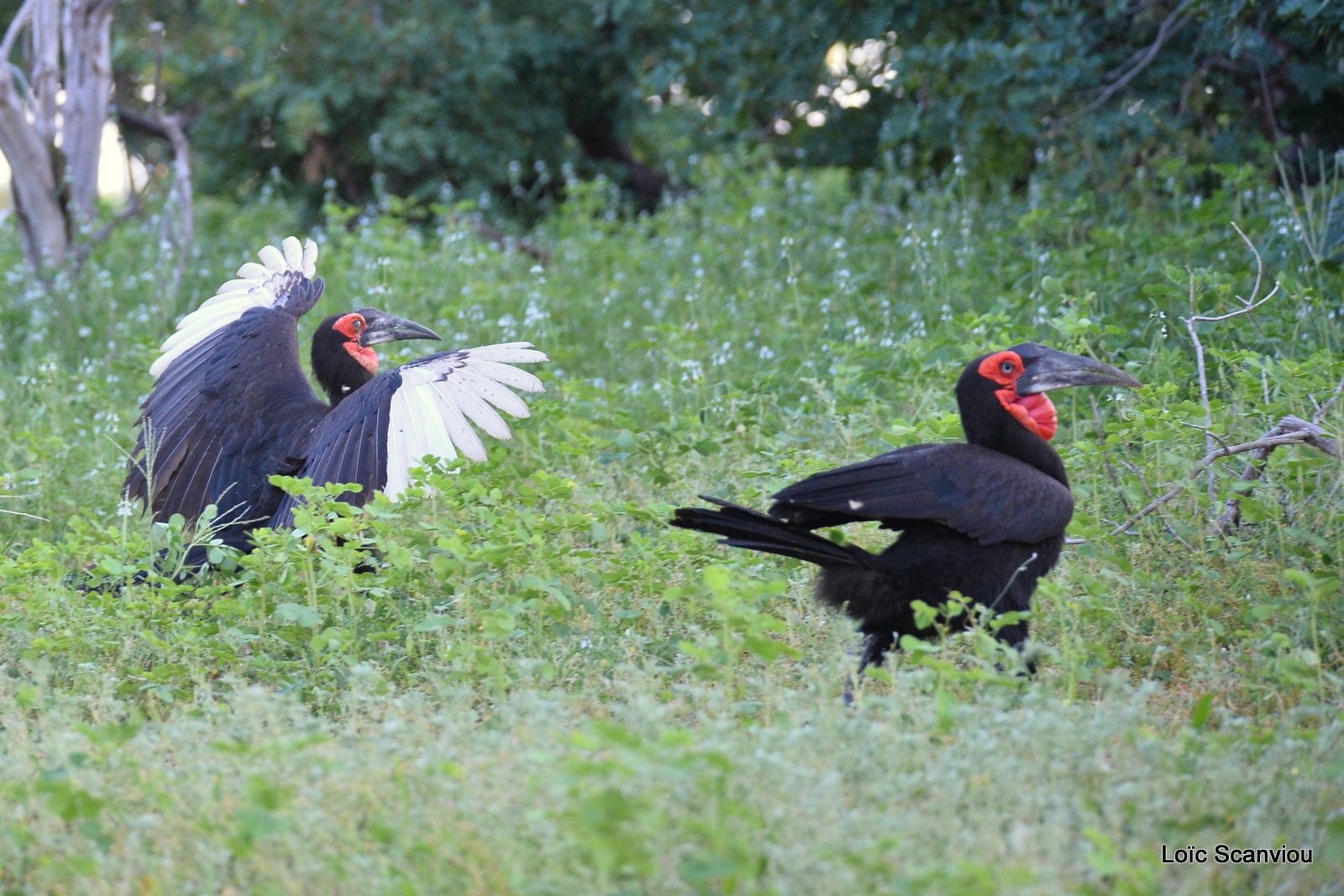 Bucorve du Sud/Southern Ground Hornbill (1)