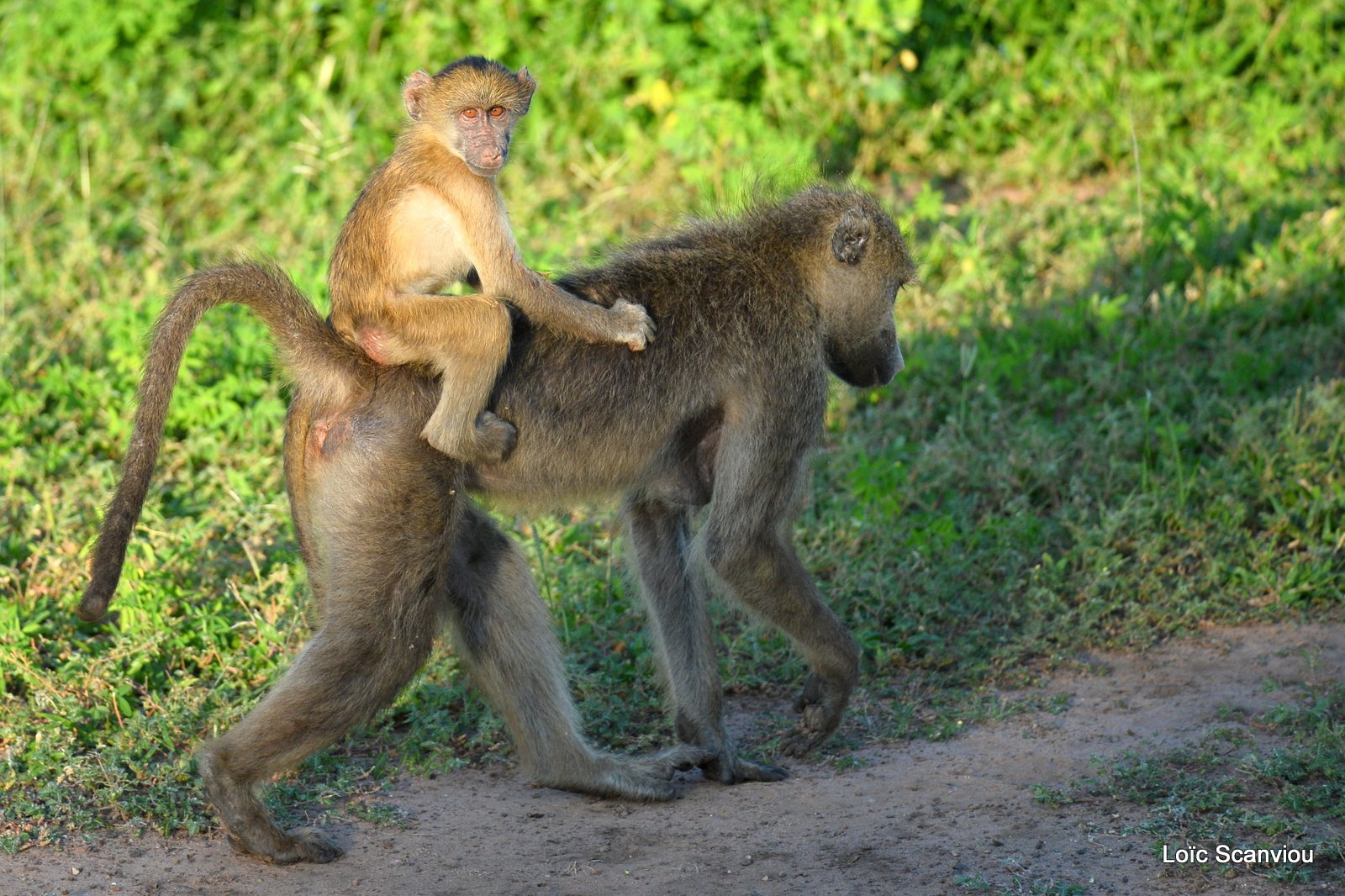 Babouin chacma/Chacma Baboon (3)