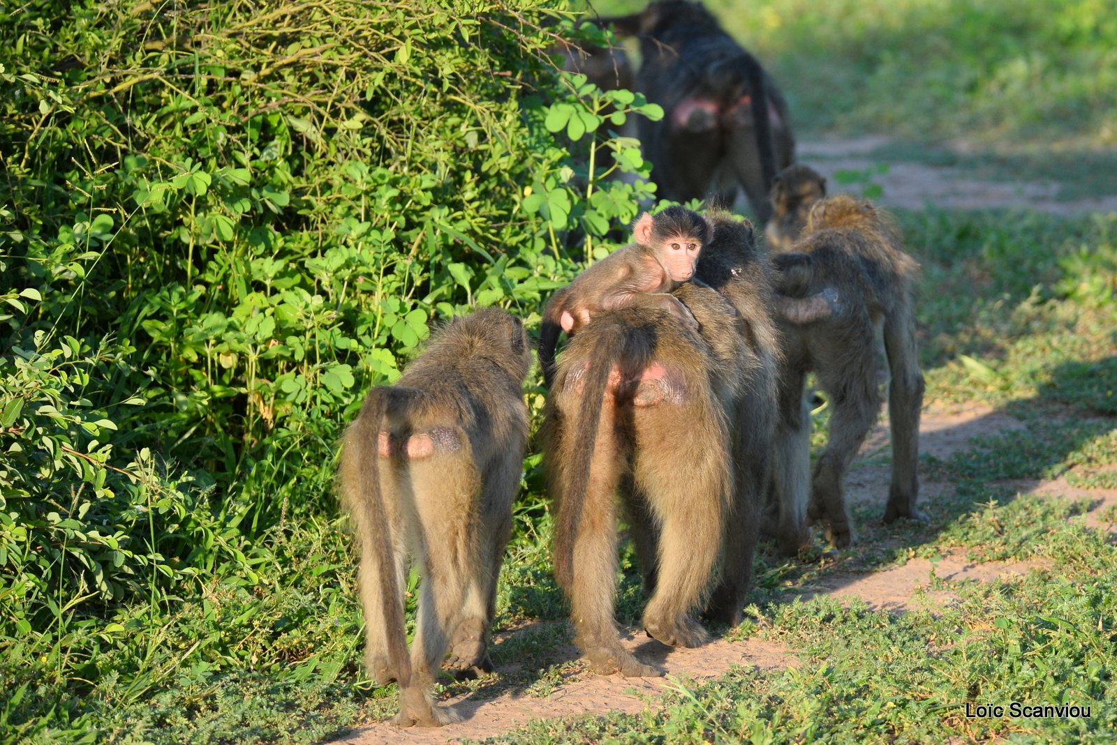 Babouin chacma/Chacma Baboon (4)