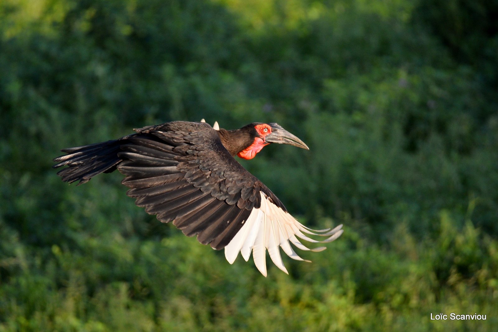 Bucorve du Sud/Southern Ground Hornbill (2)