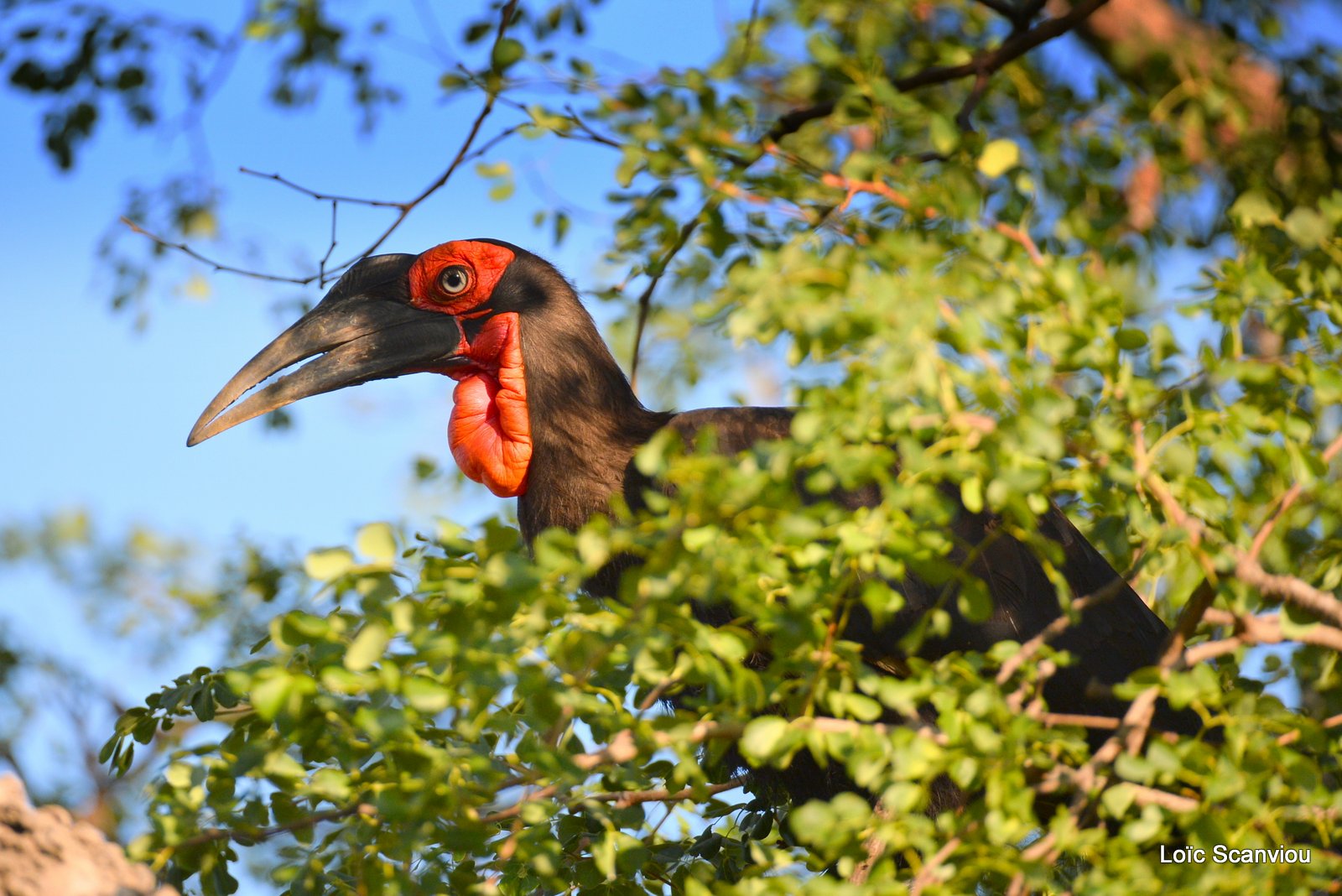 Bucorve du Sud/Southern Ground Hornbill (3)