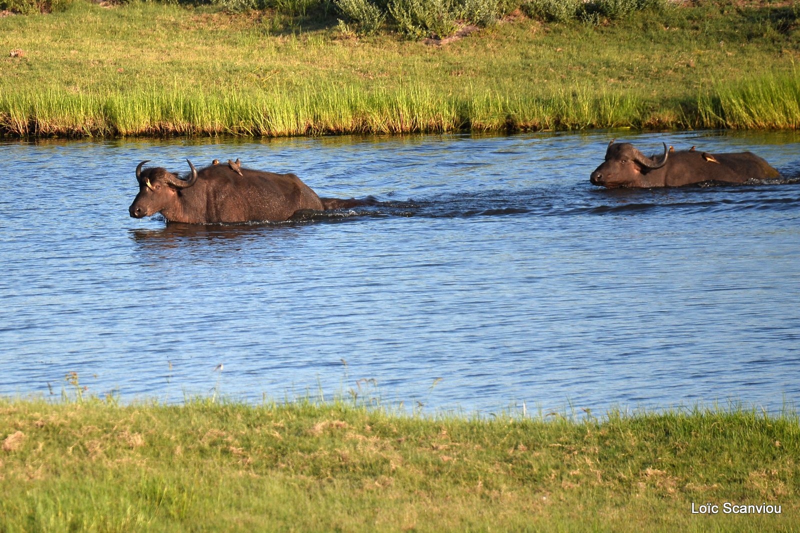 Buffle d'Afrique/Cape Buffalo (1)
