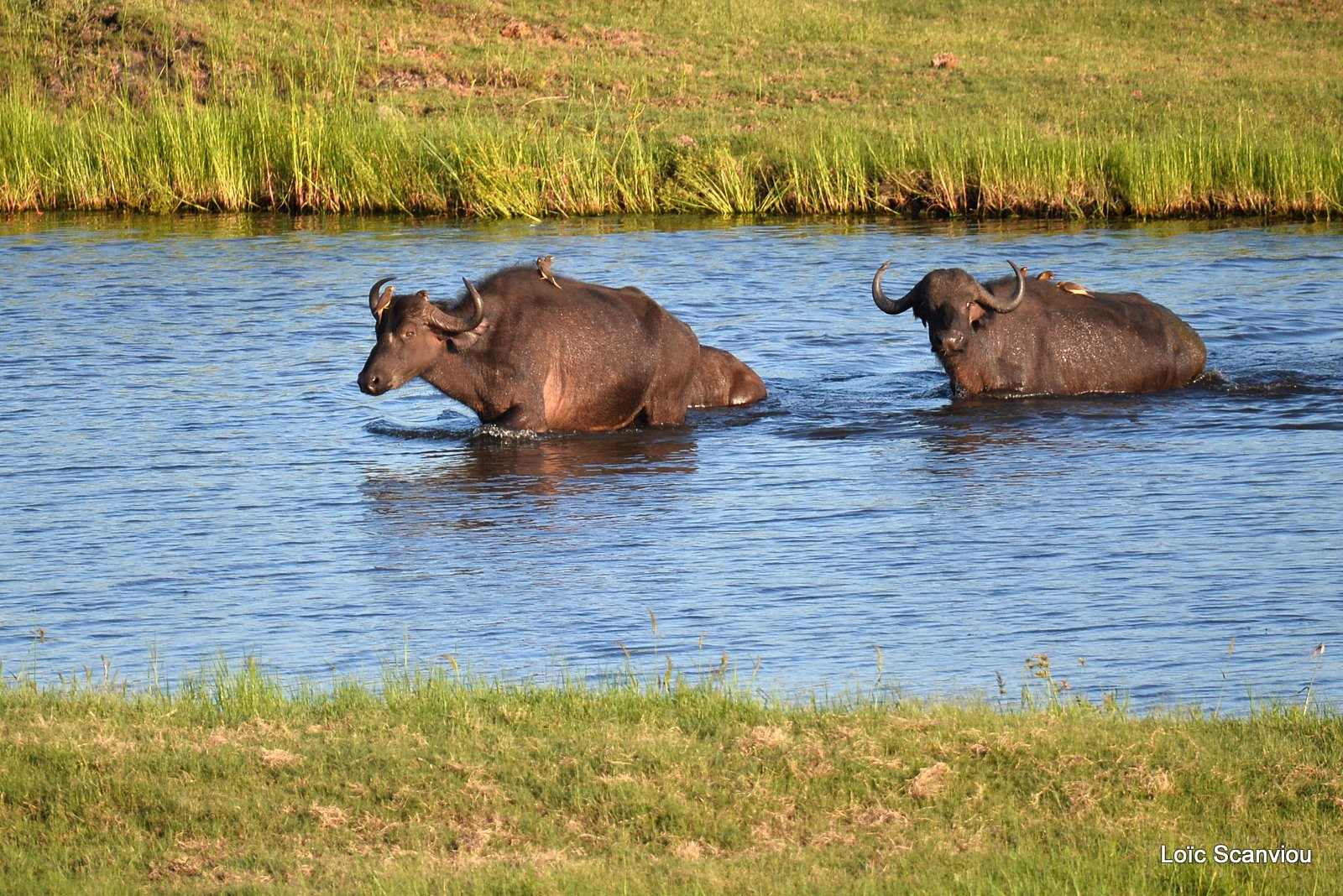 Buffle d'Afrique/Cape Buffalo (2)