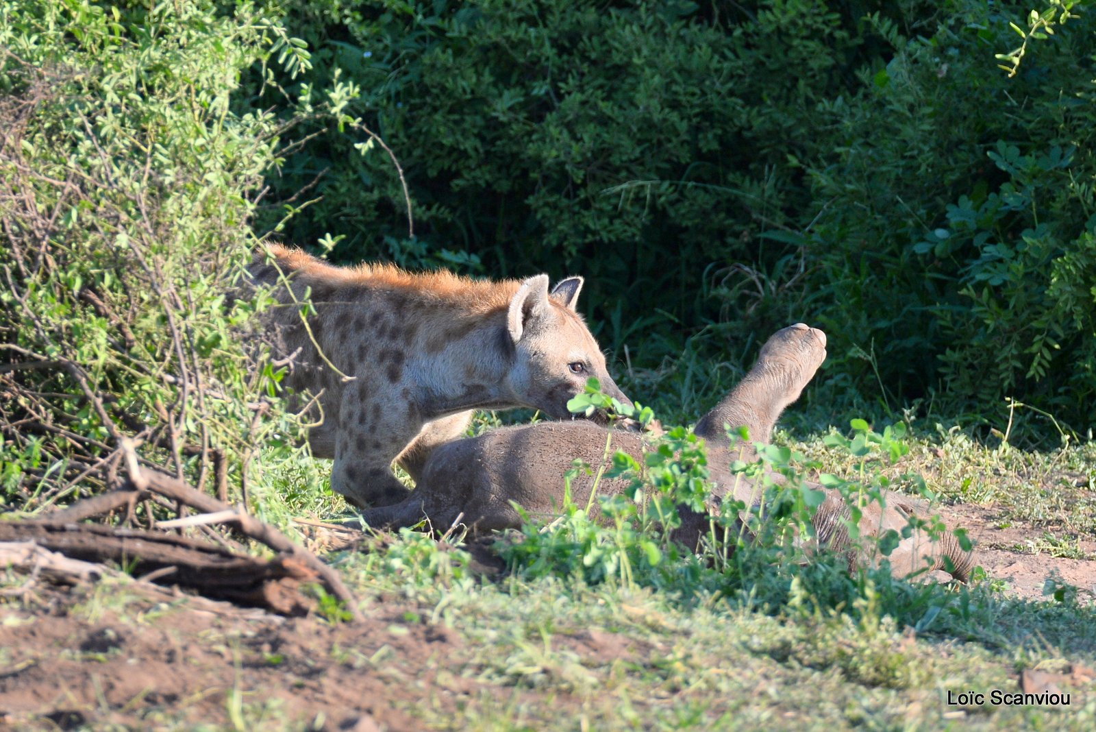 Hyène tachetée/Spotted Hyena (24)