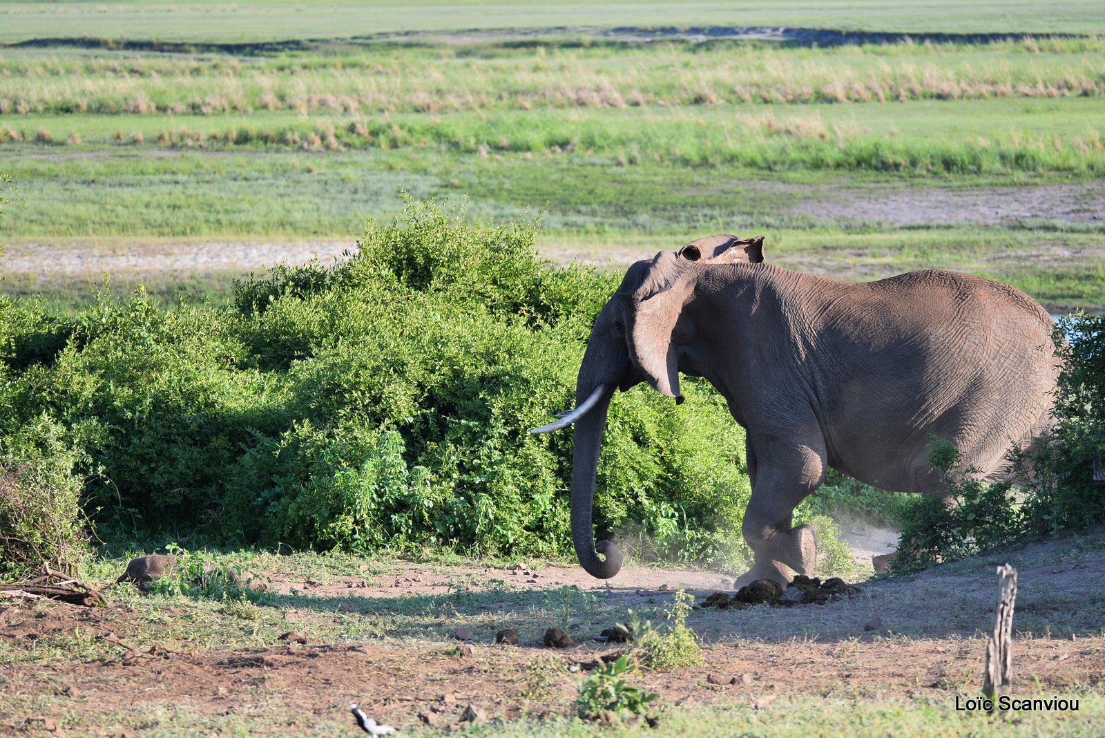 Chobe River Front 2020 (91)
