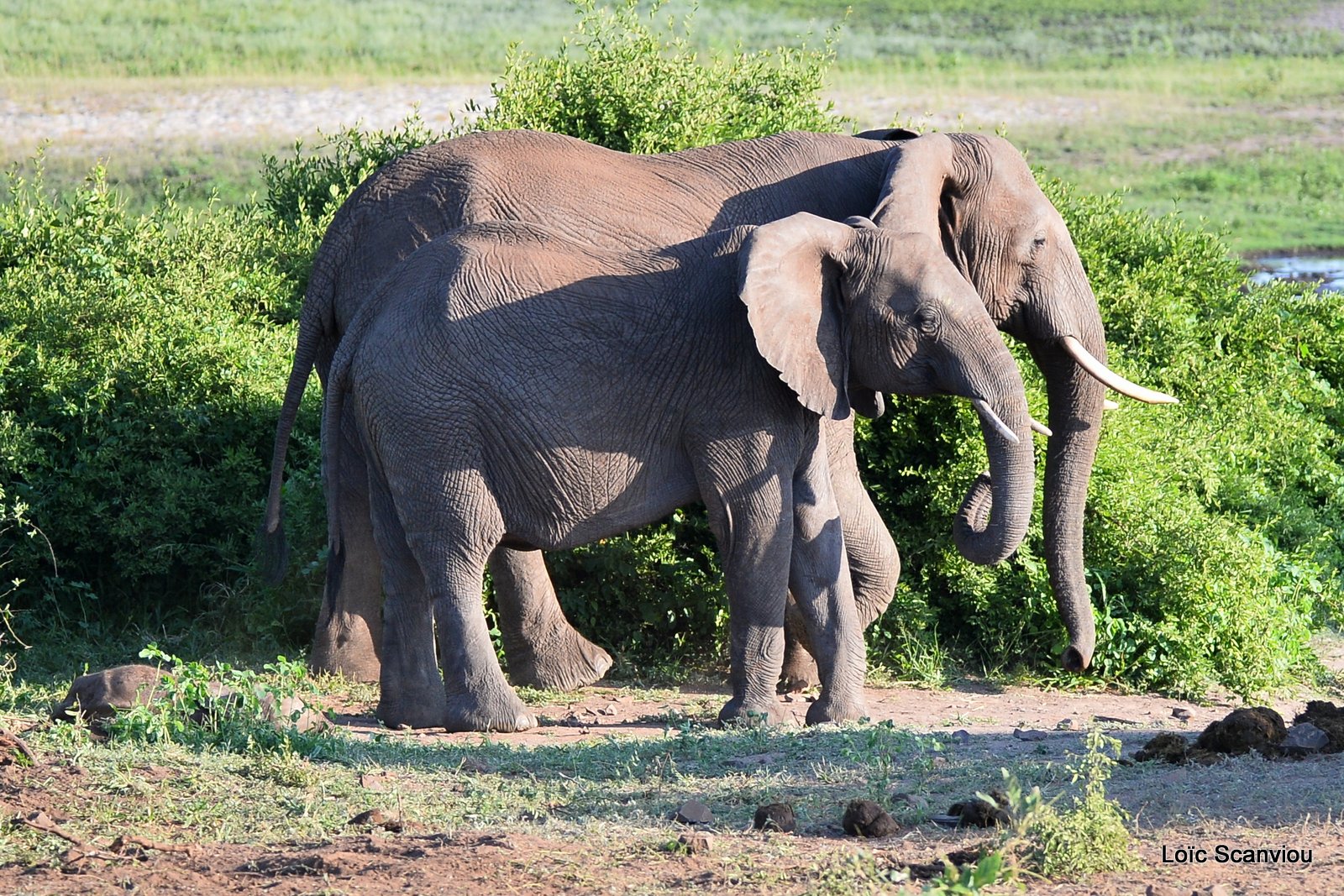 Chobe River Front 2020 (92)