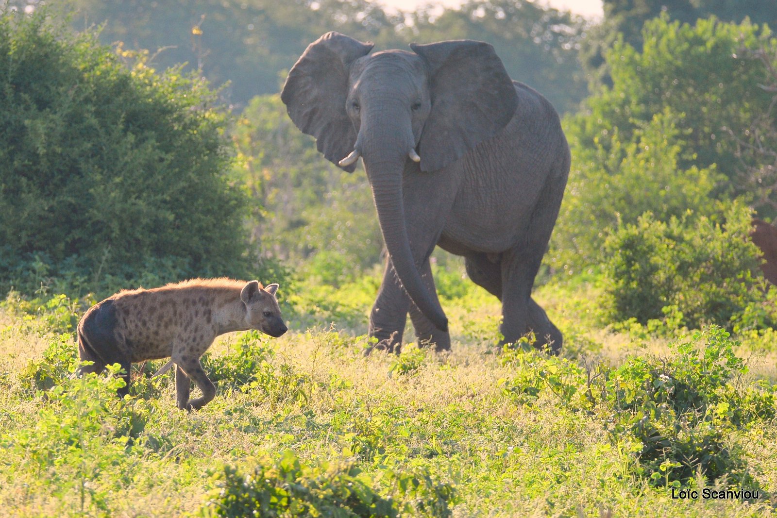 Chobe River Front 2020 (93)