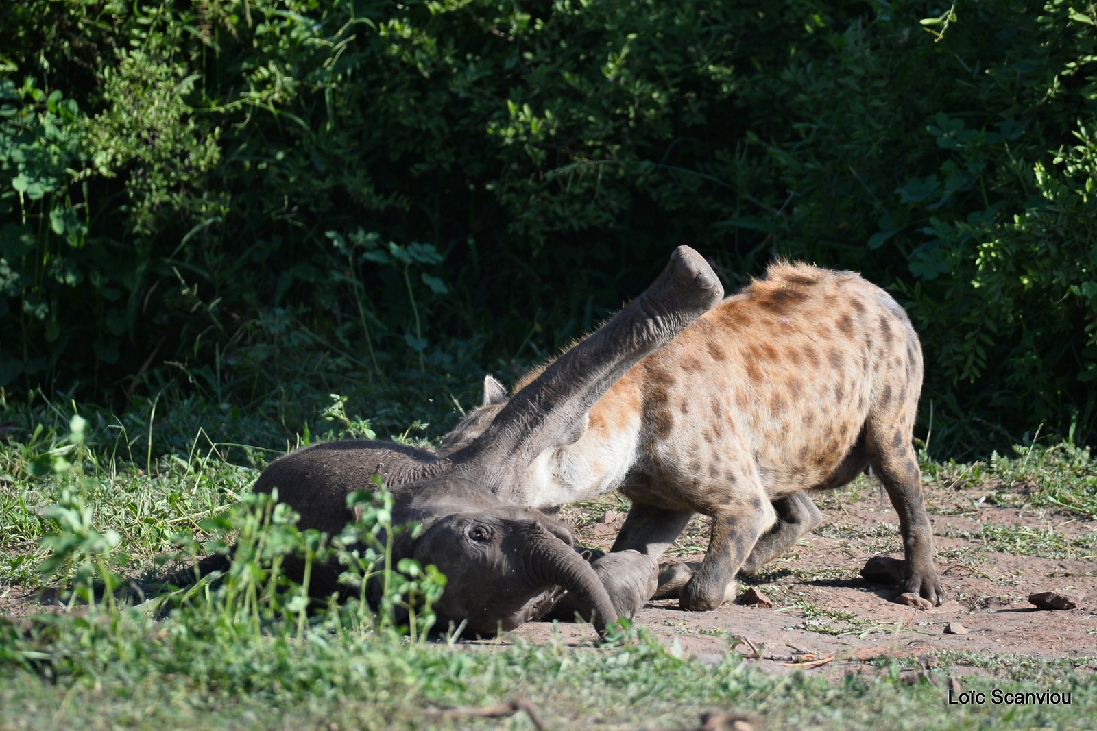 Hyène tachetée/Spotted Hyena (3)