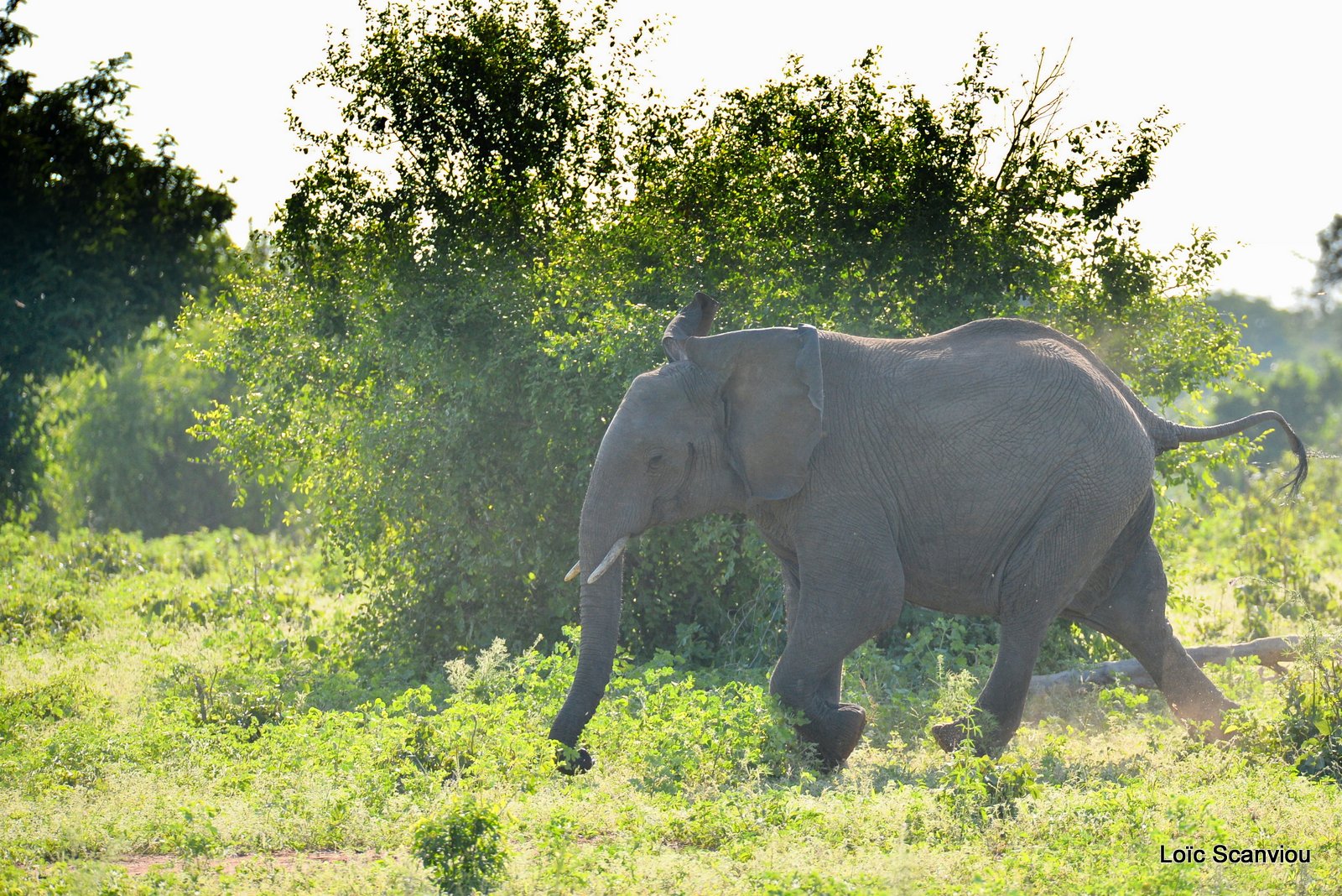 Chobe River Front 2020 (96)