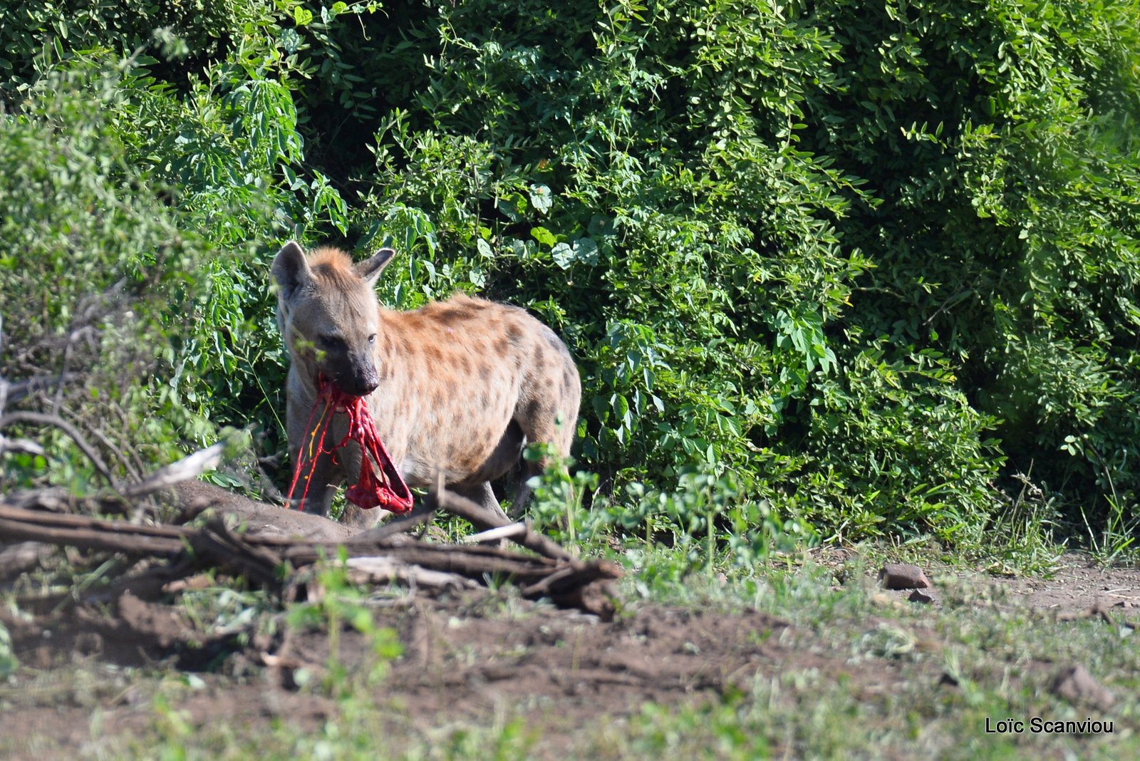 Hyène tachetée/Spotted Hyena (4)