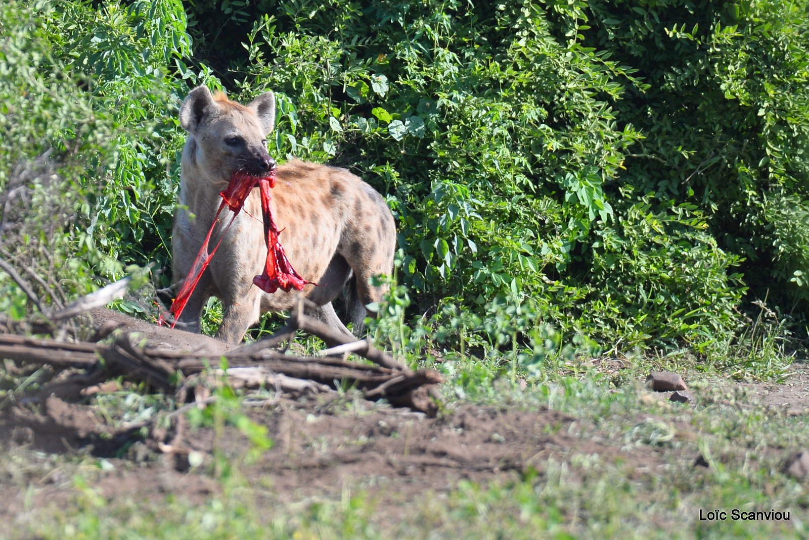 Hyène tachetée/Spotted Hyena (5)