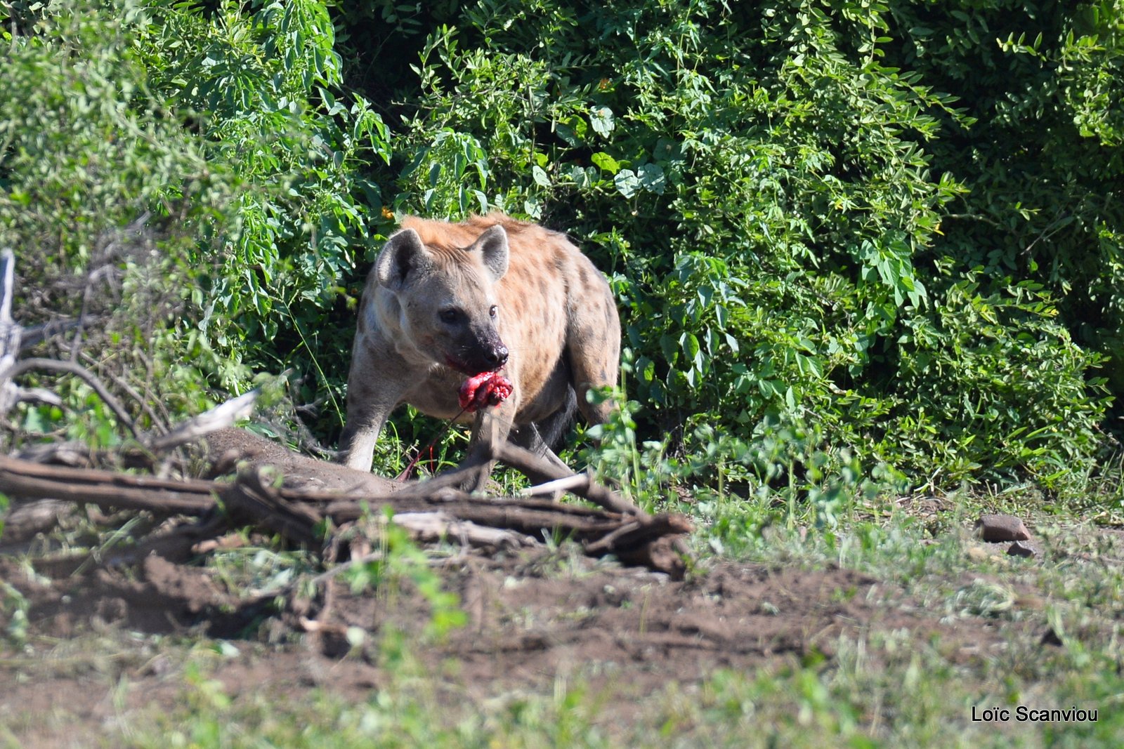Hyène tachetée/Spotted Hyena (6)