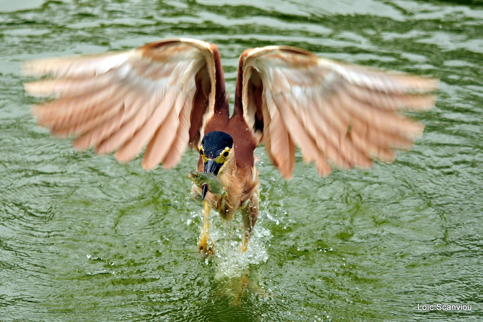 Bihoreau cannelle/Rufous Night-Heron (10)