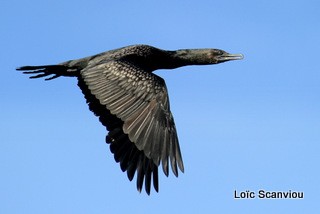 Cormoran 1 