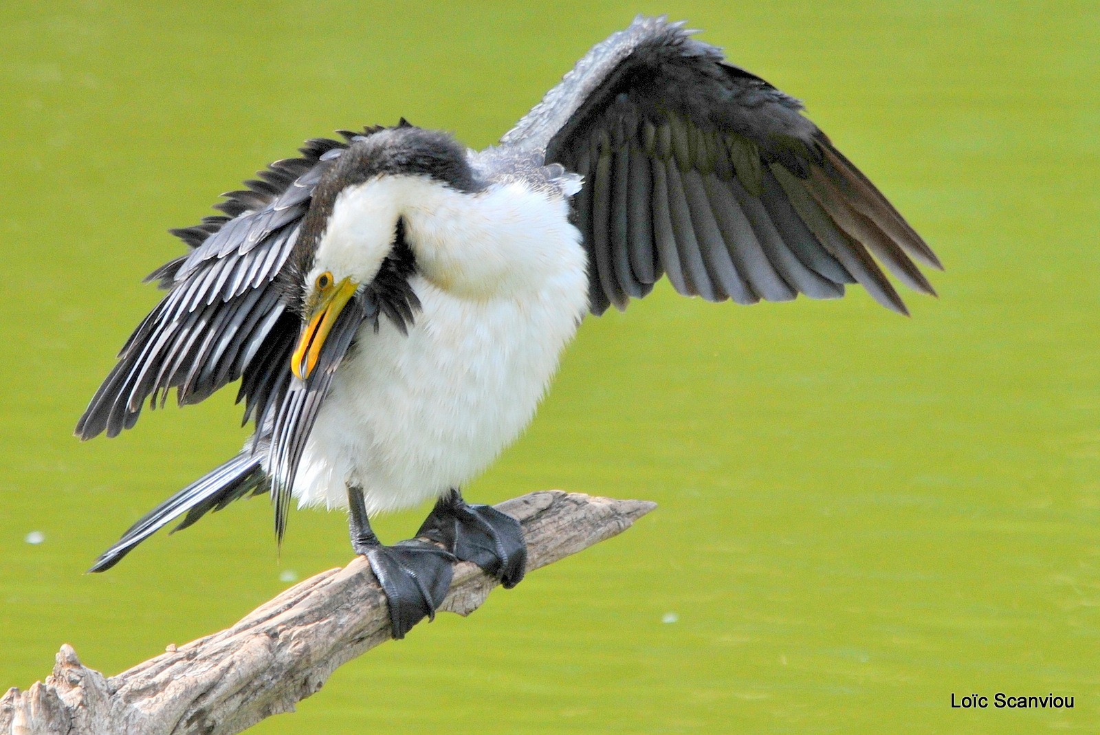 Cormoran pie favori 23 