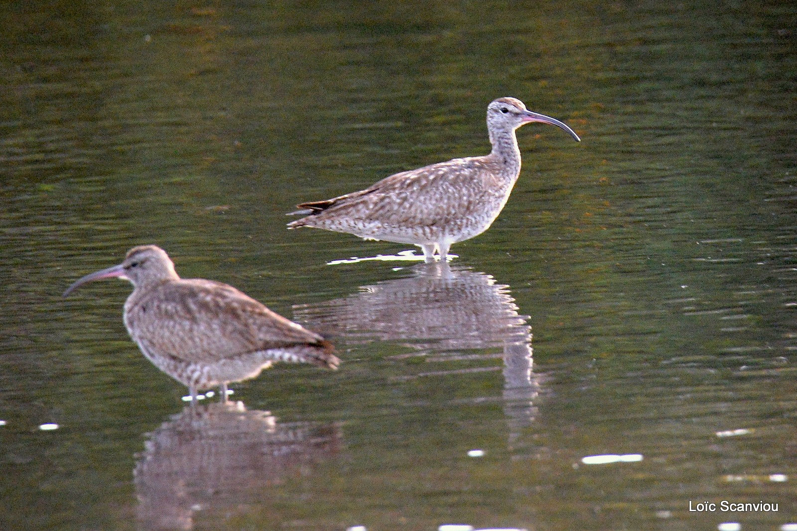 Courlis corlieu/Whimbrel (2)