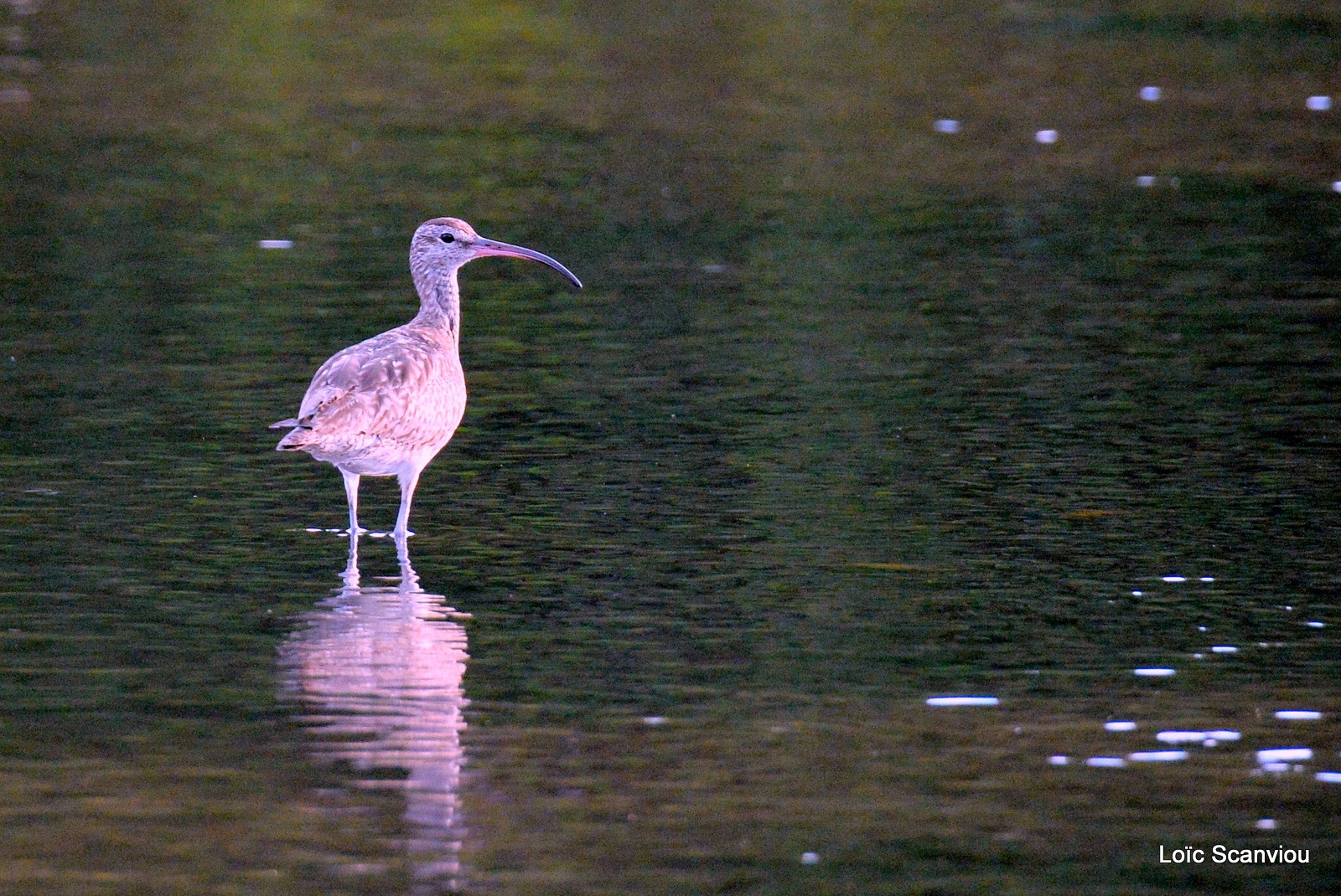 Courlis corlieu/Whimbrel (1) 