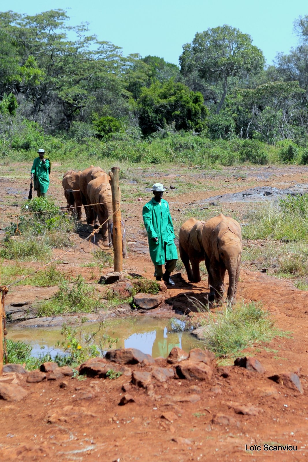 David Sheldrick Wildlife Trust  (1)