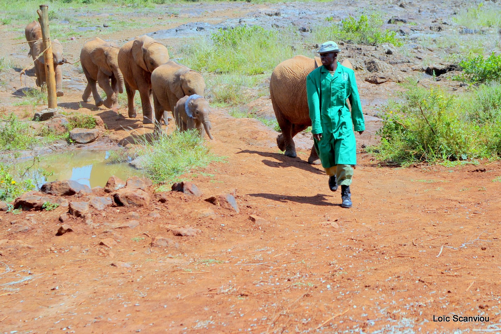 David Sheldrick Wildlife Trust  (2)