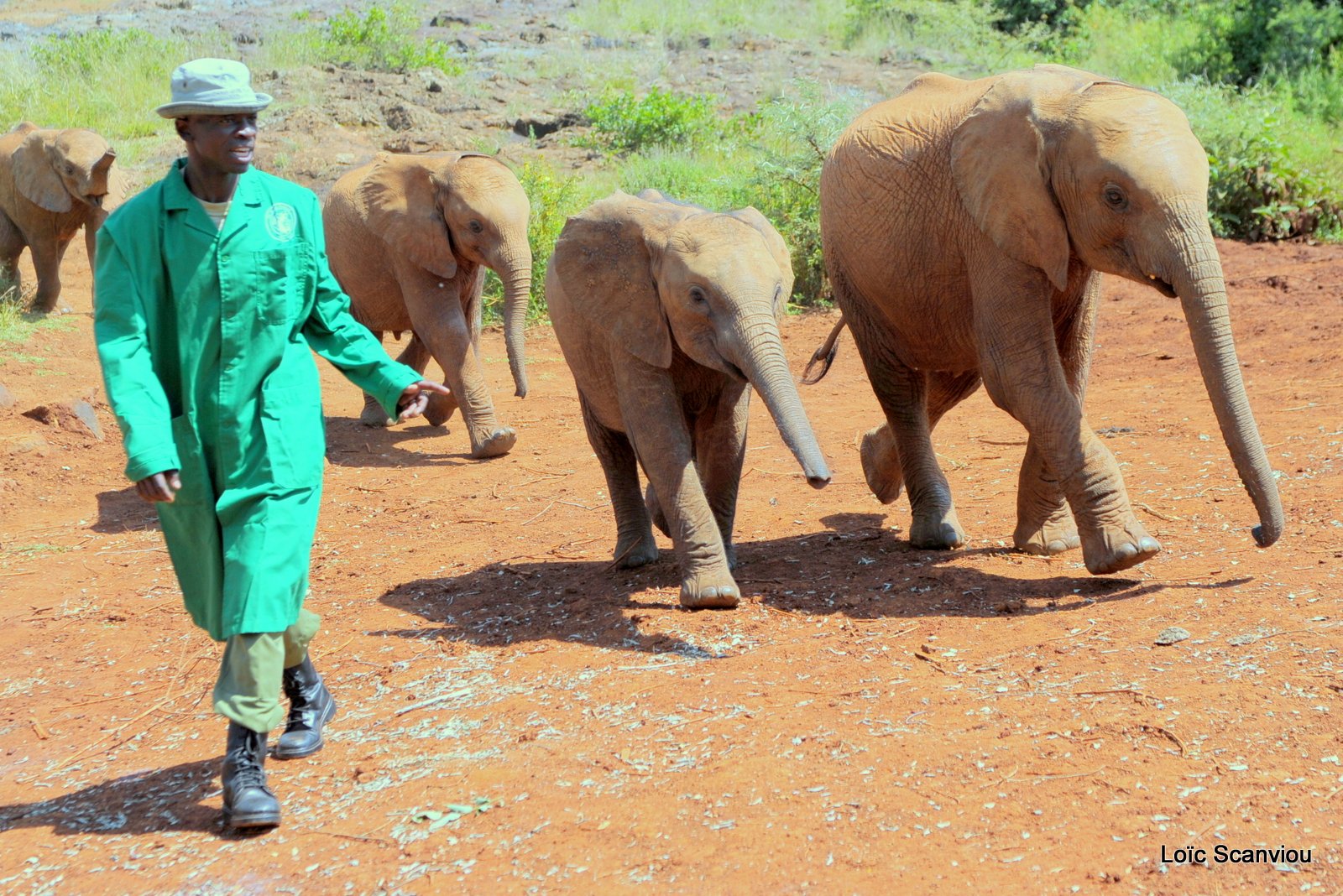 David Sheldrick Wildlife Trust  (3)