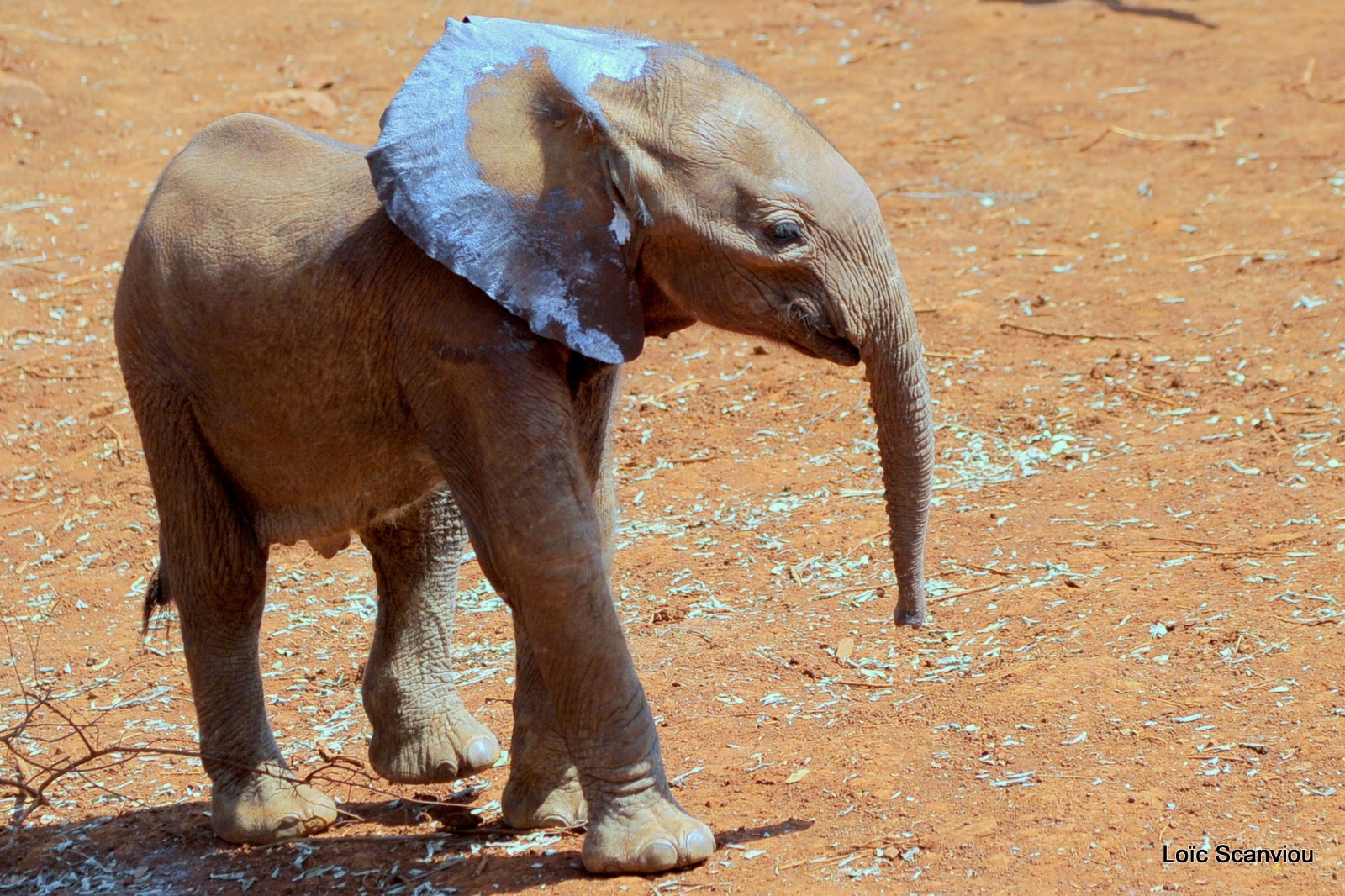 David Sheldrick Wildlife Trust  (4)