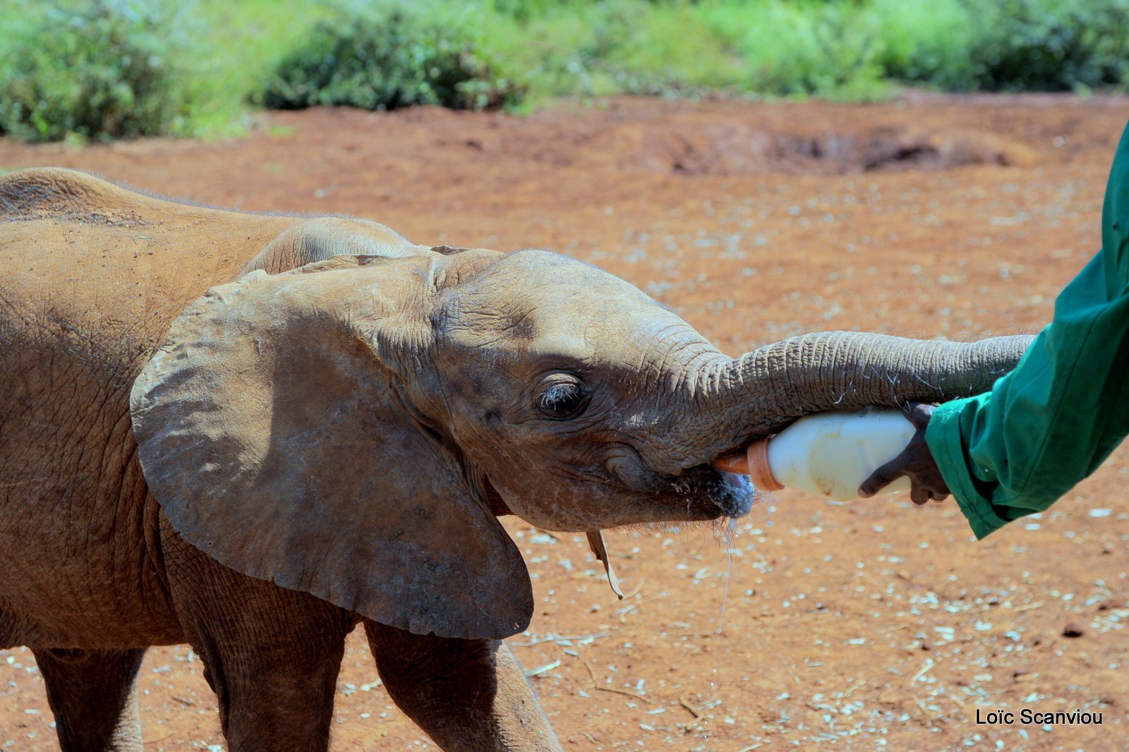 David Sheldrick Wildlife Trust  (5)