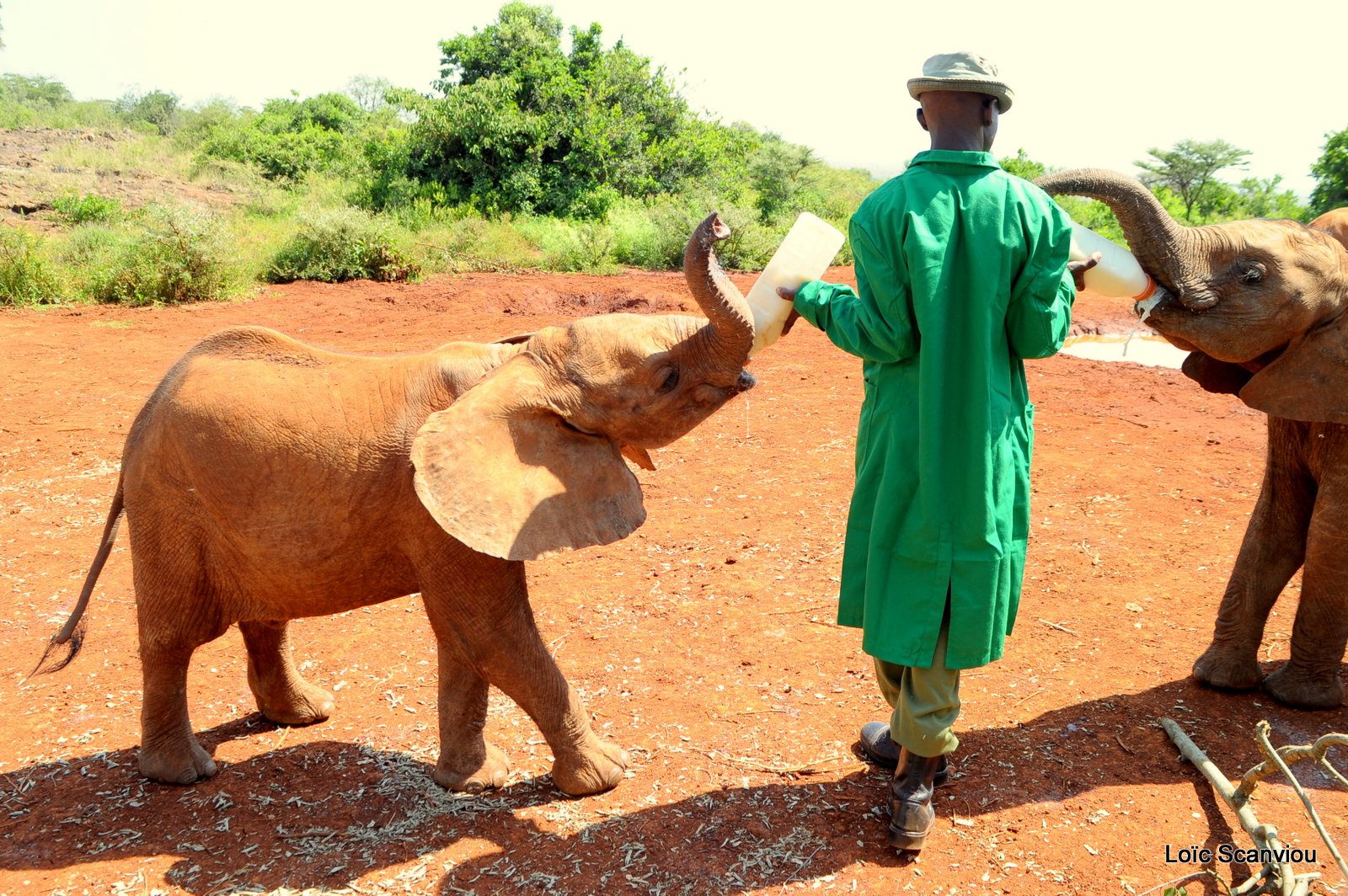 David Sheldrick Wildlife Trust  (6)