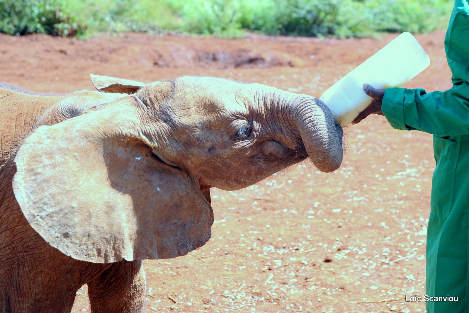 David Sheldrick Wildlife Trust  (7)